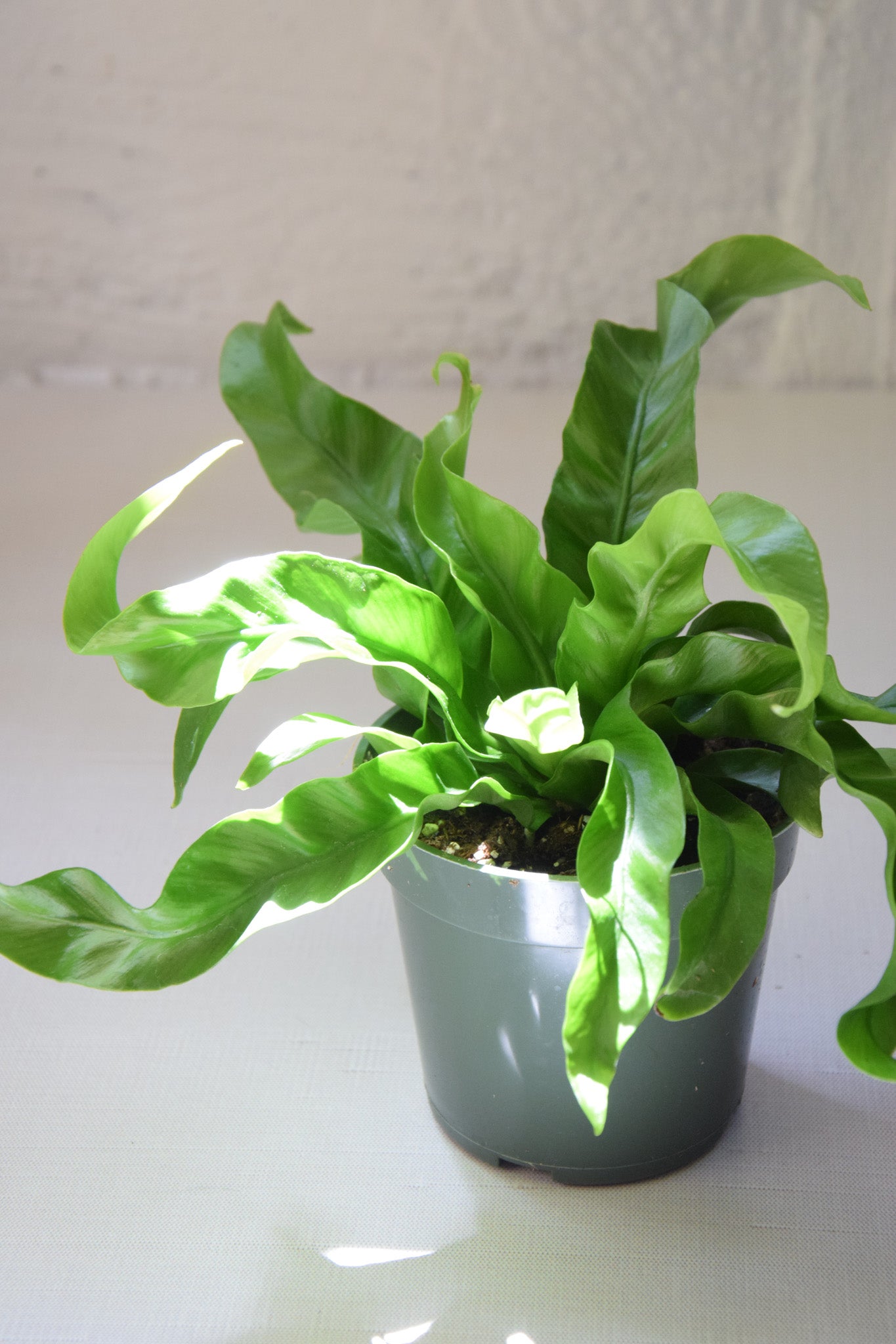 4" Birdnest Hurricane Fern