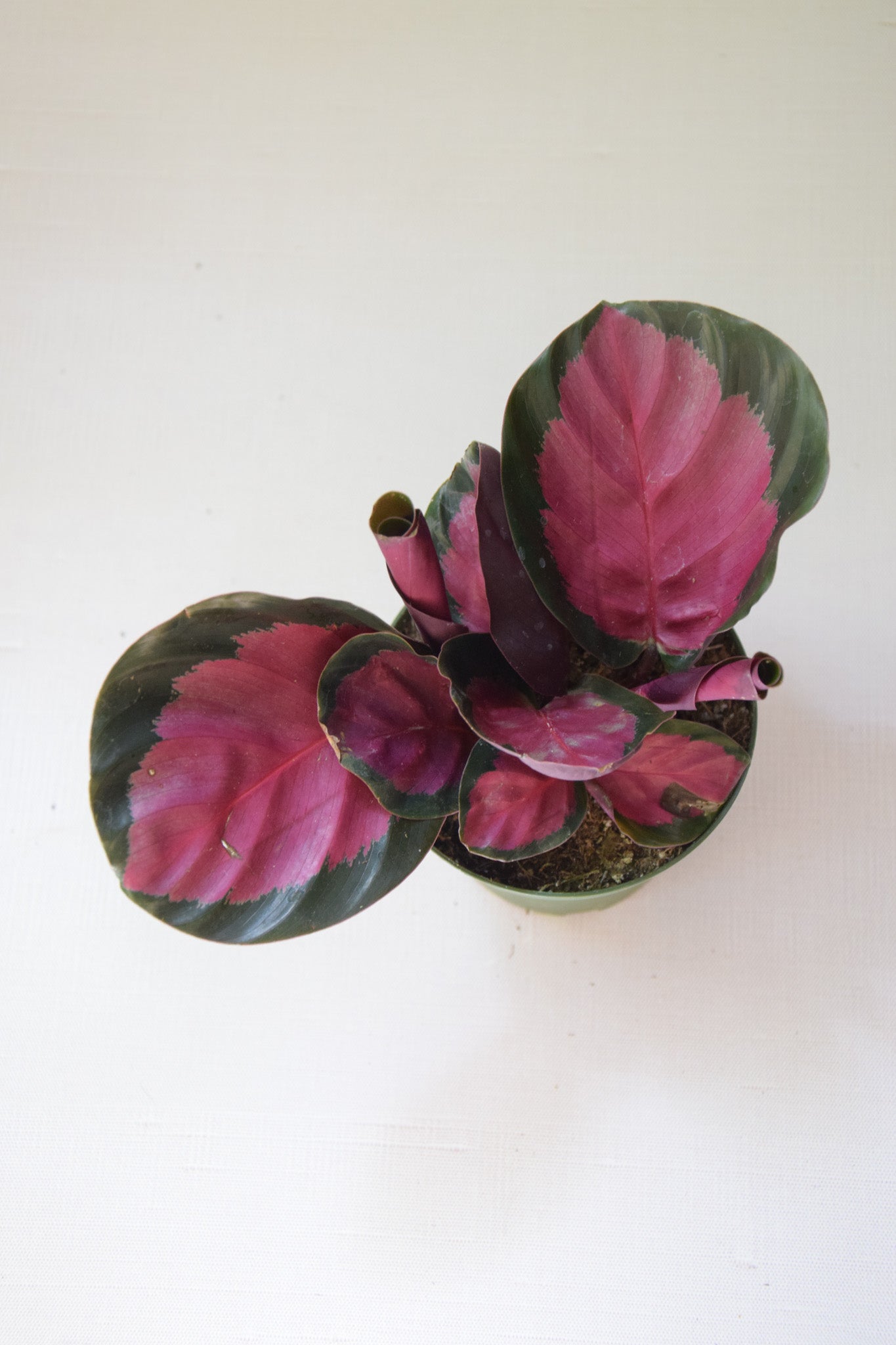 4" Calathea Crimson/Rosey