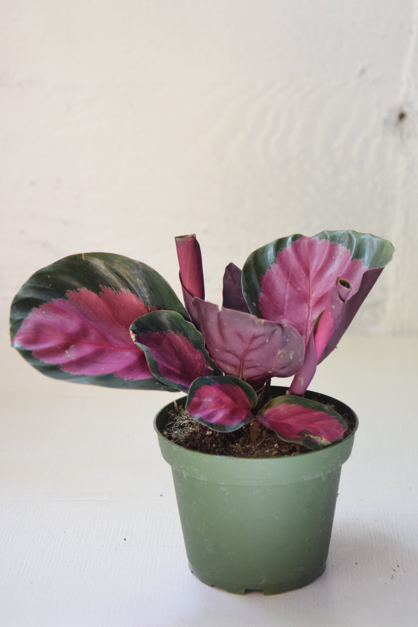 4" Calathea Crimson/Rosey