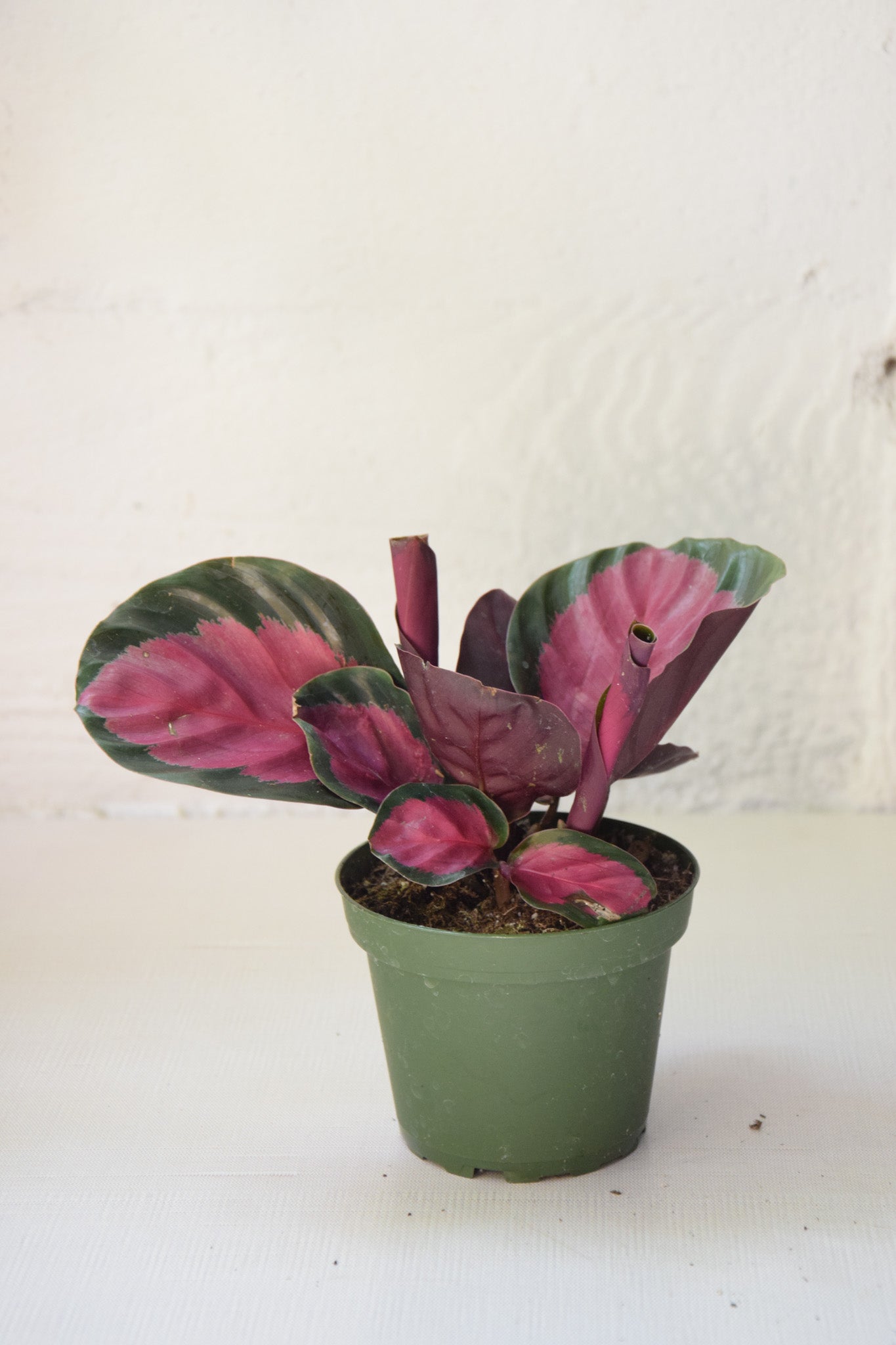 4" Calathea Crimson/Rosey