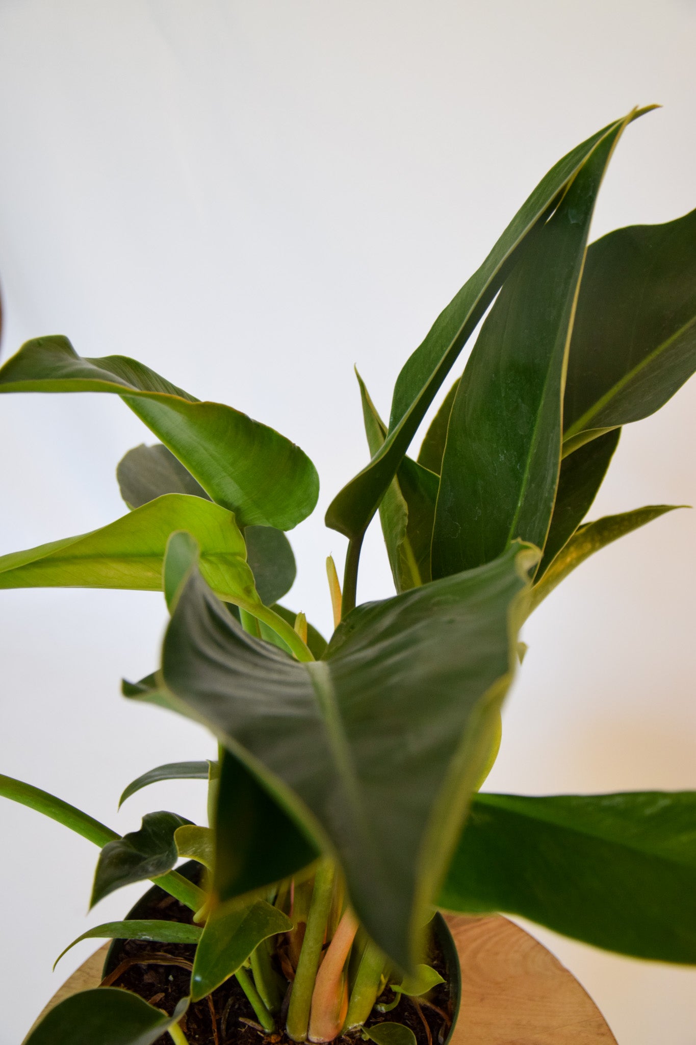 8" Philodendron Congo Green
