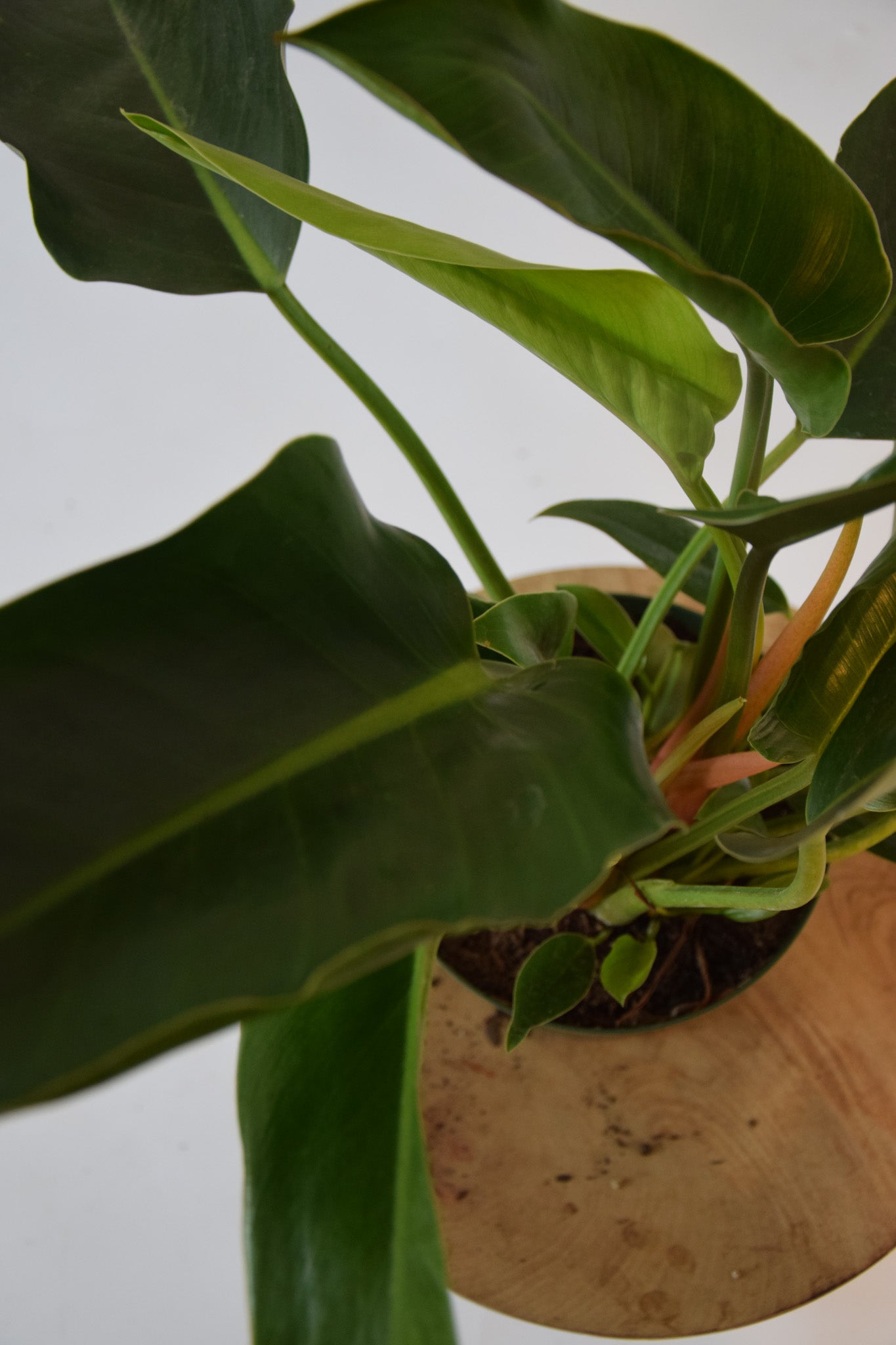 8" Philodendron Congo Green