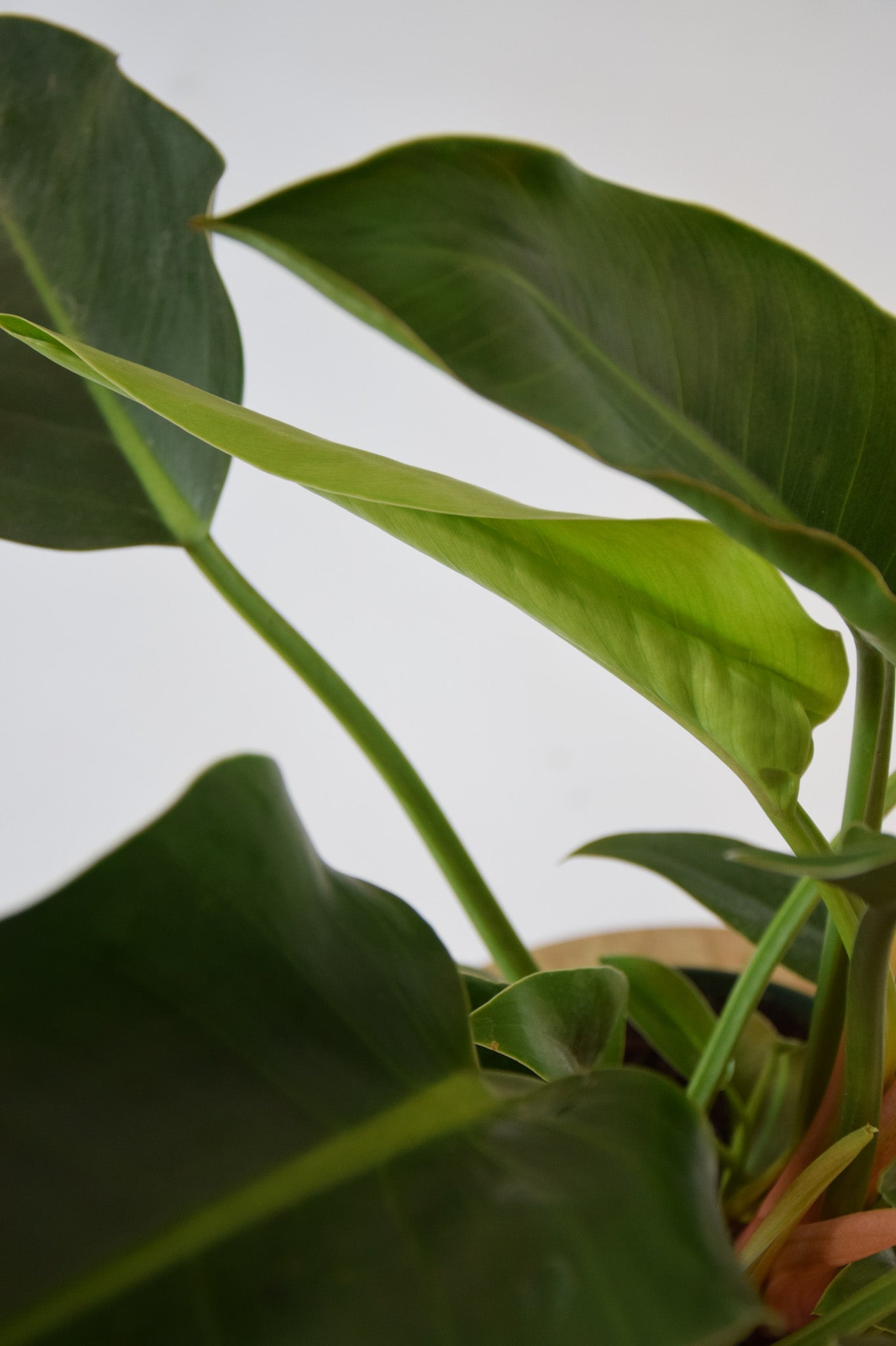 8" Philodendron Congo Green