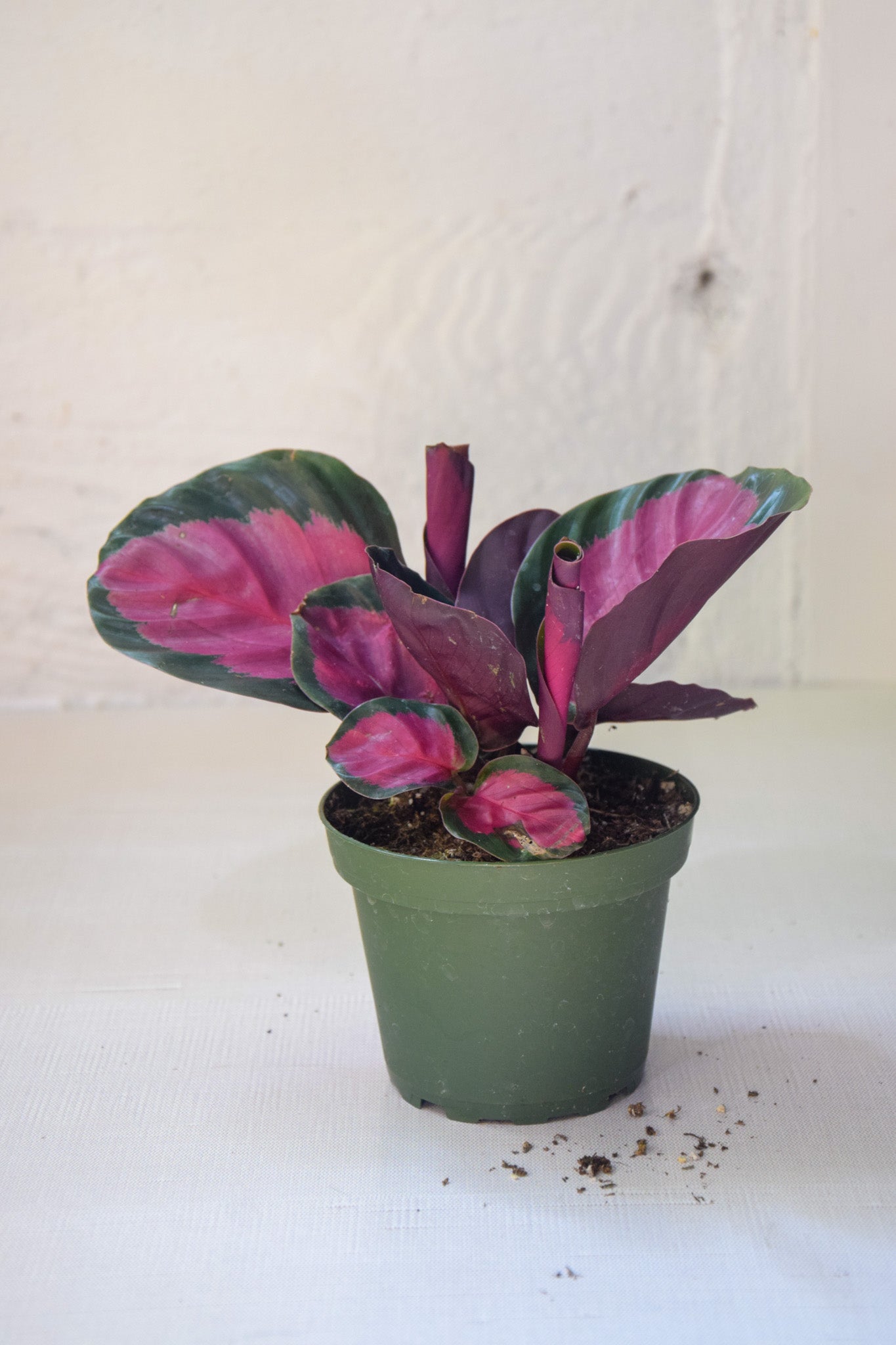 4" Calathea Crimson/Rosey