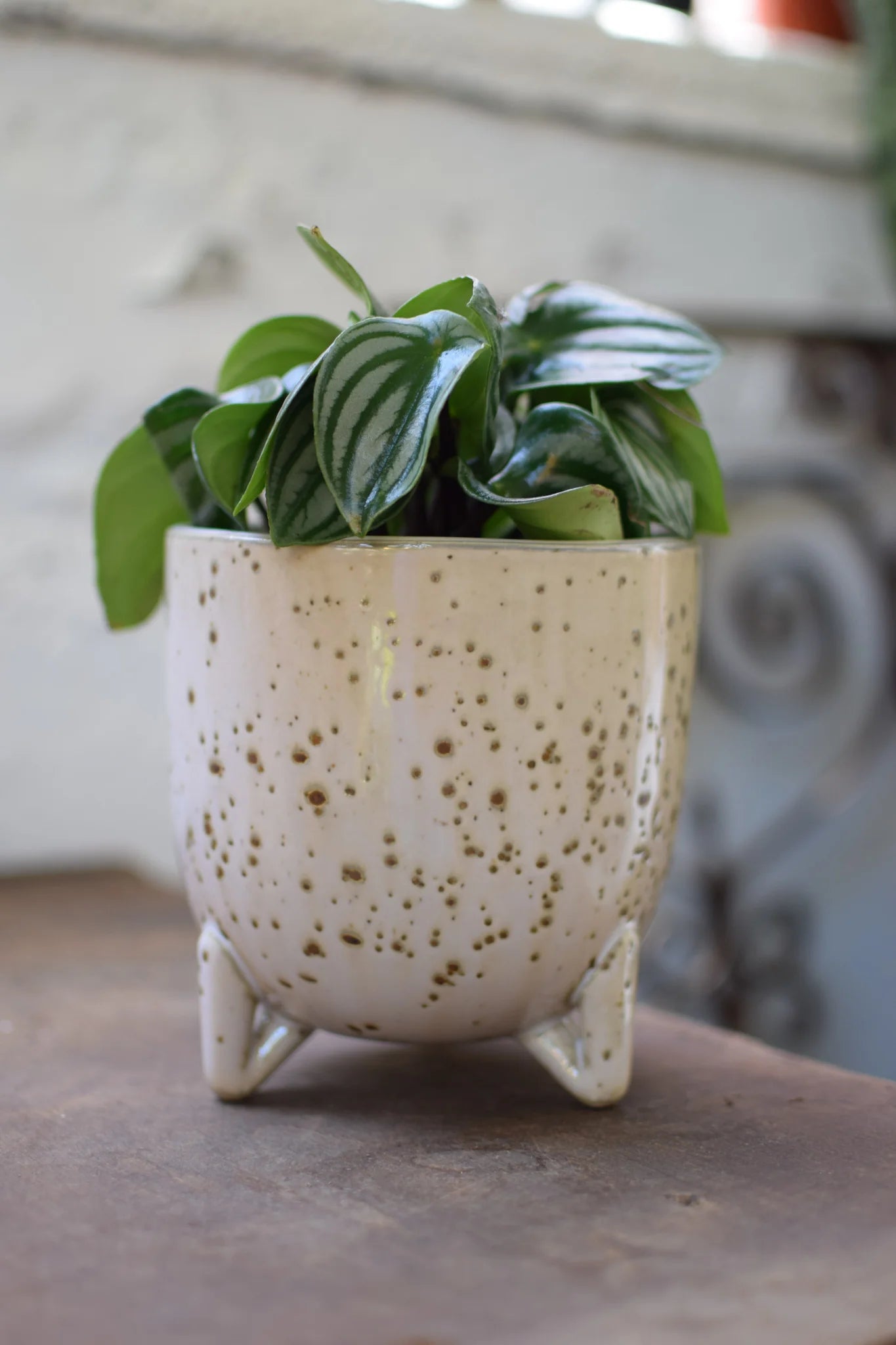4" Peperomia Watermelon