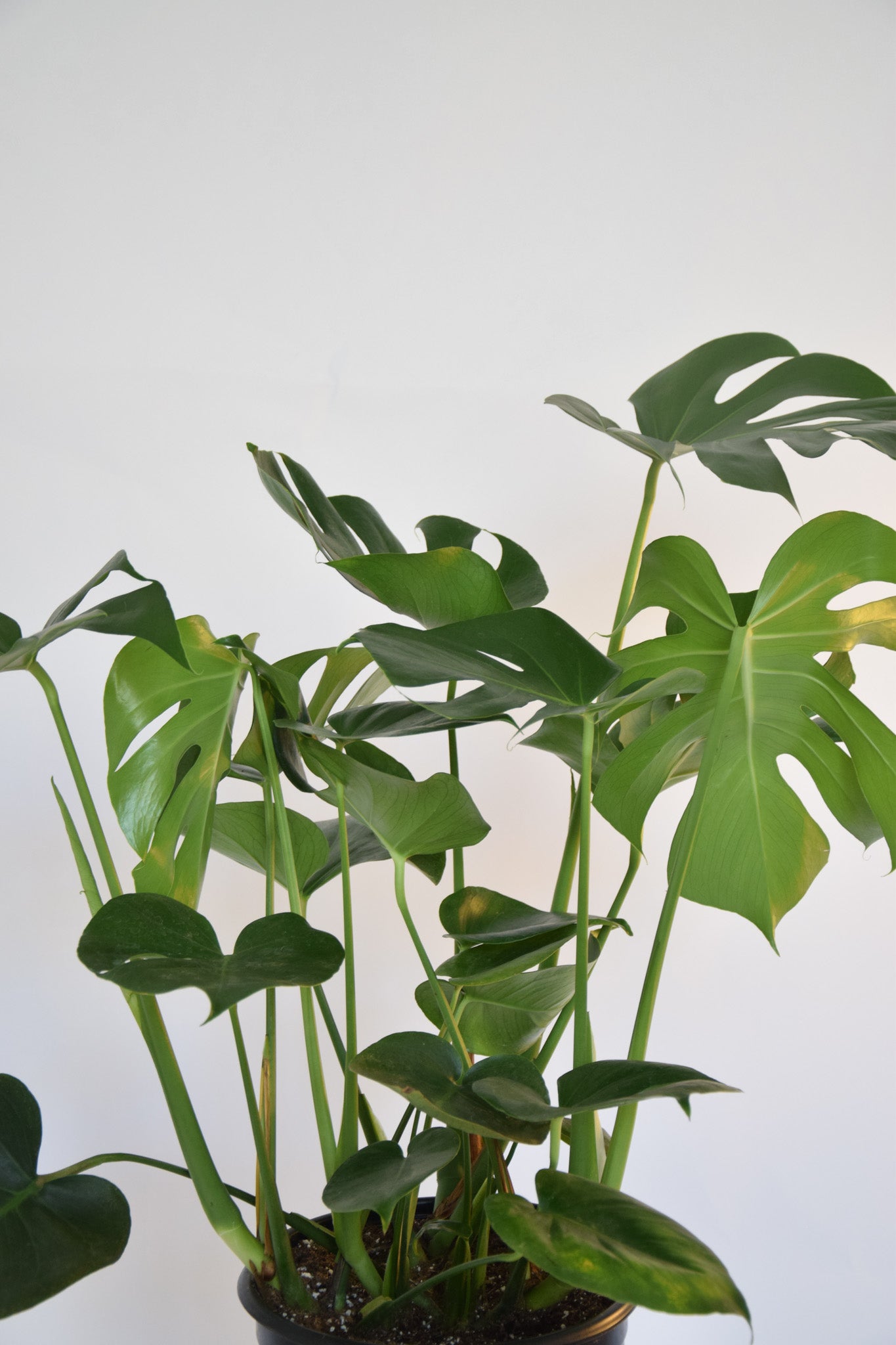 10" Monstera Split Leaf Bush