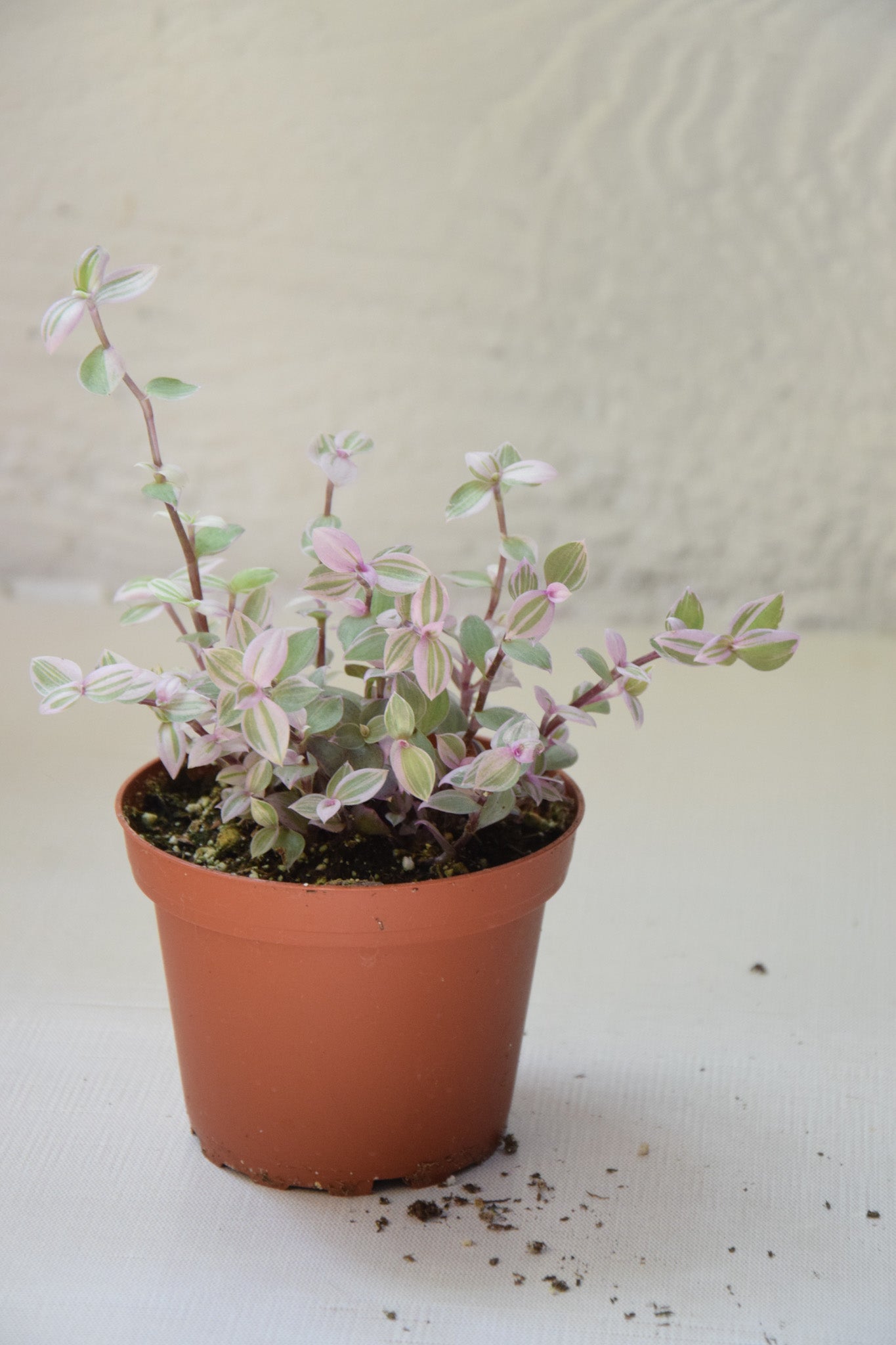 4" Tradescantia Pink Panther