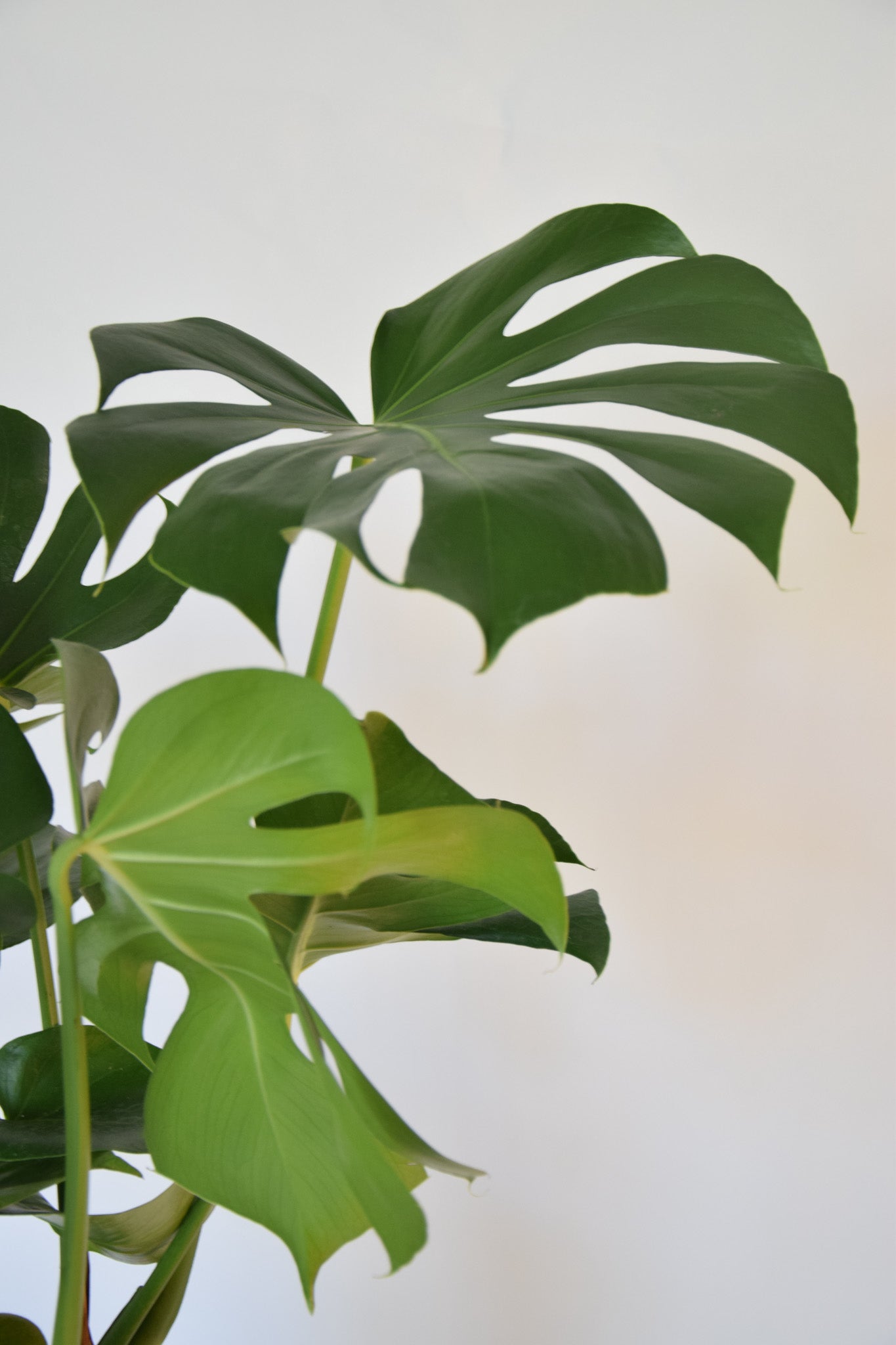 10" Monstera Split Leaf Bush