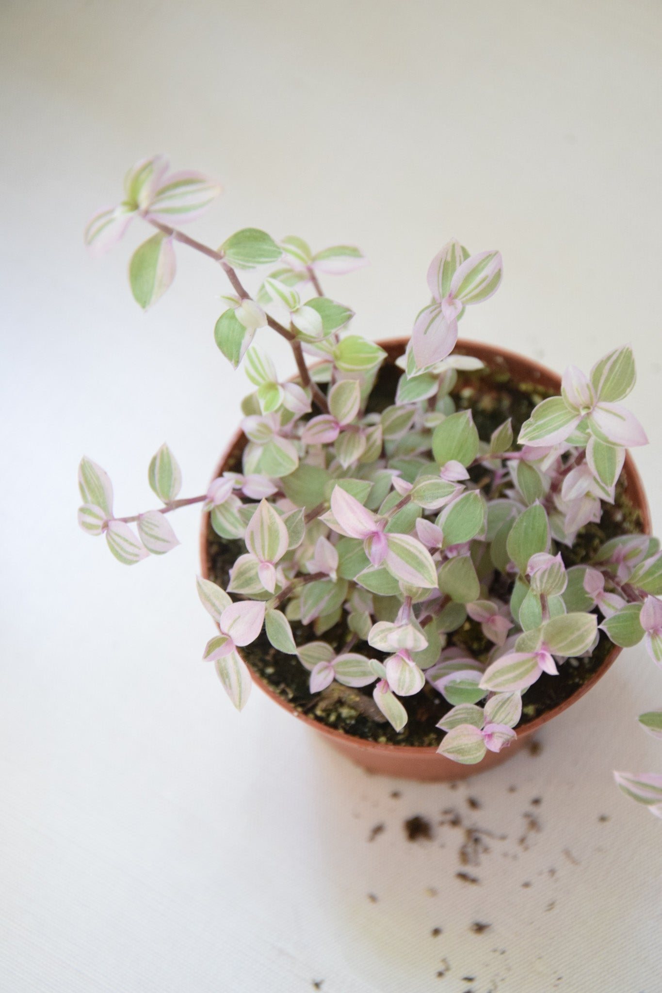 4" Tradescantia Pink Panther