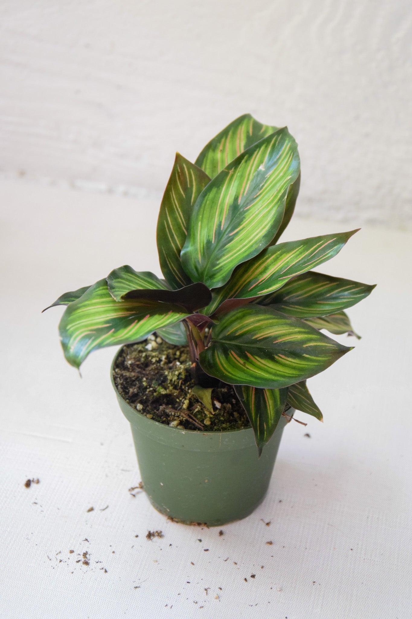 4" Calathea Beauty Star