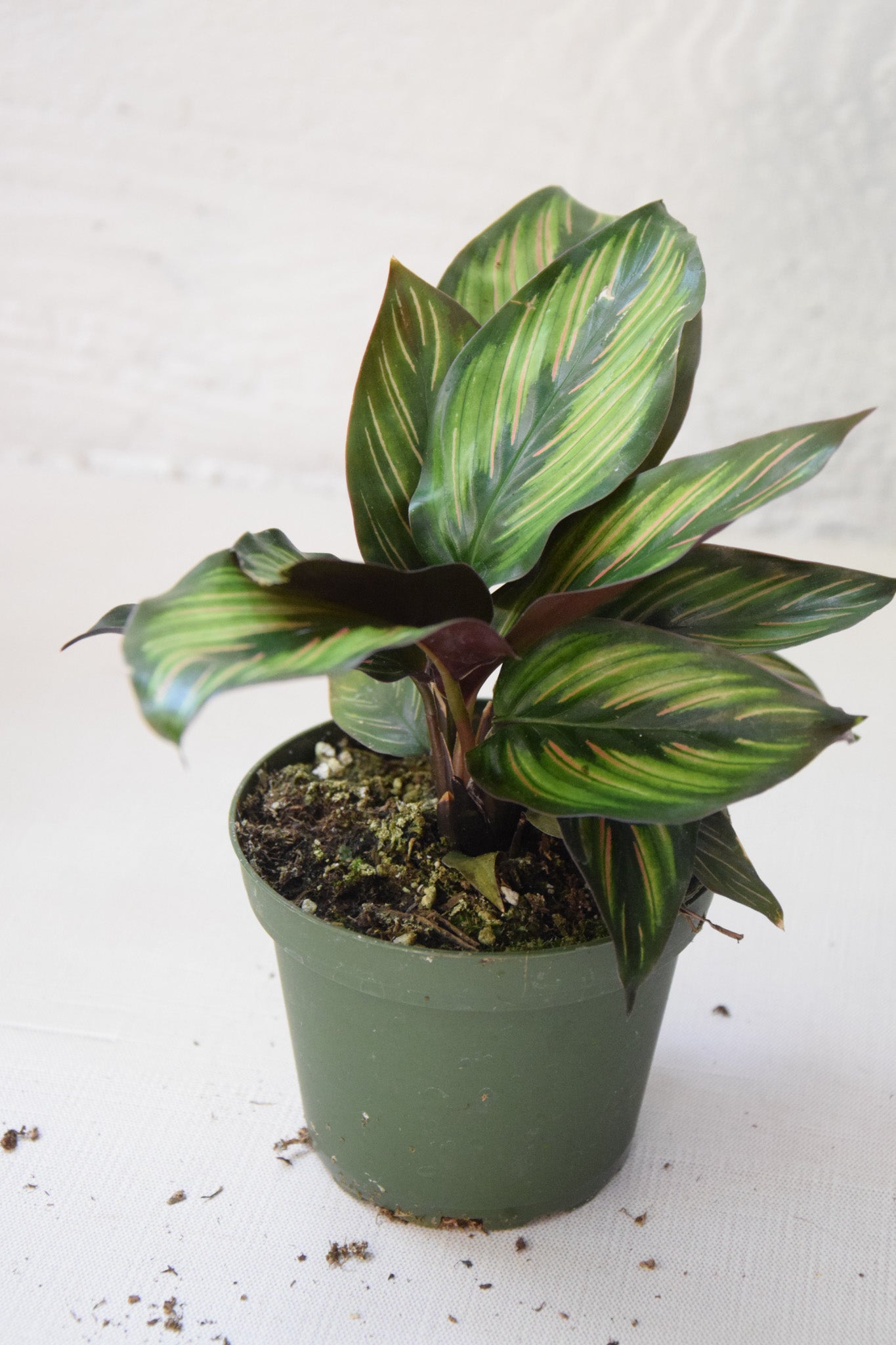 4" Calathea Beauty Star
