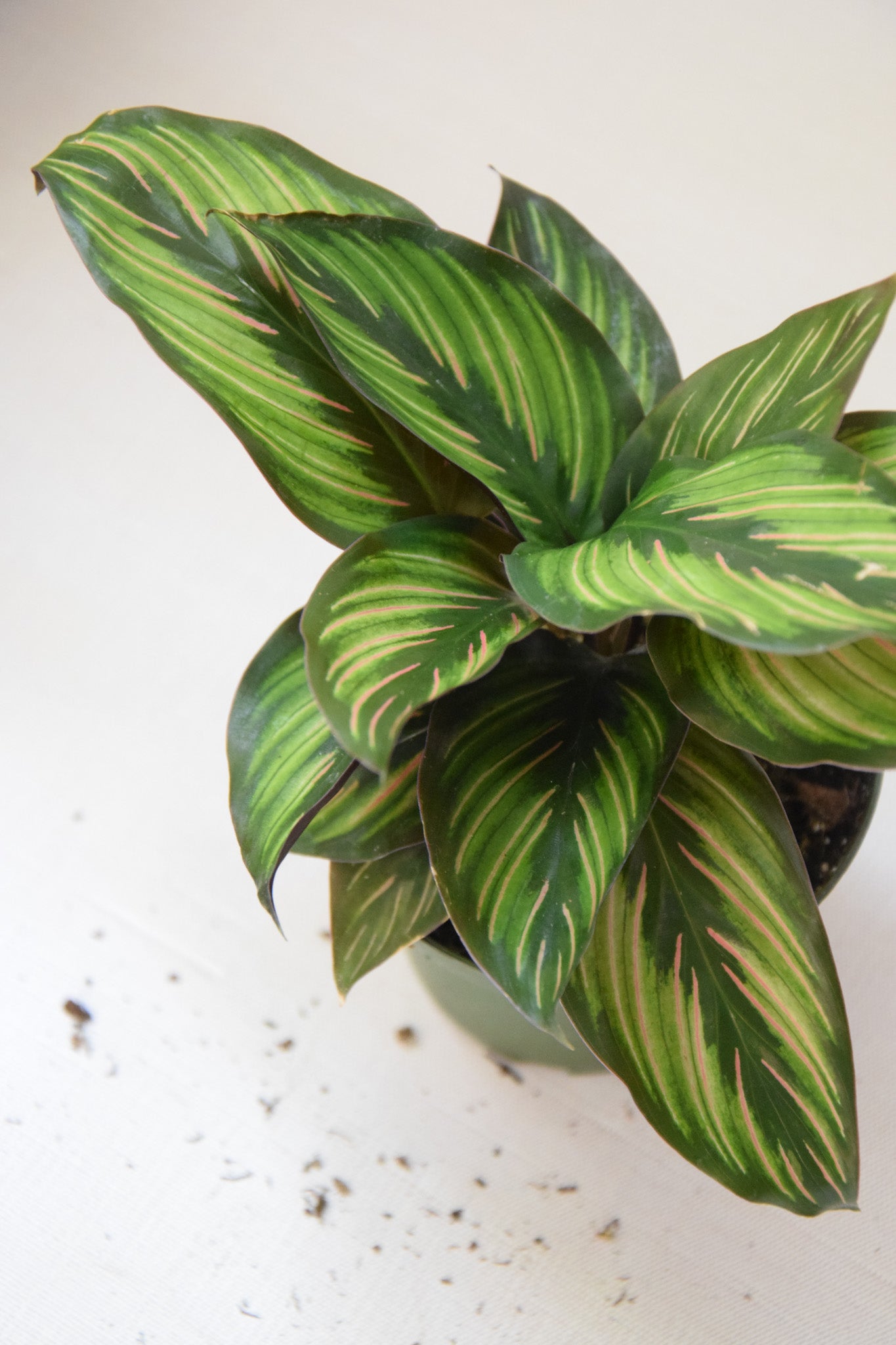 4" Calathea Beauty Star