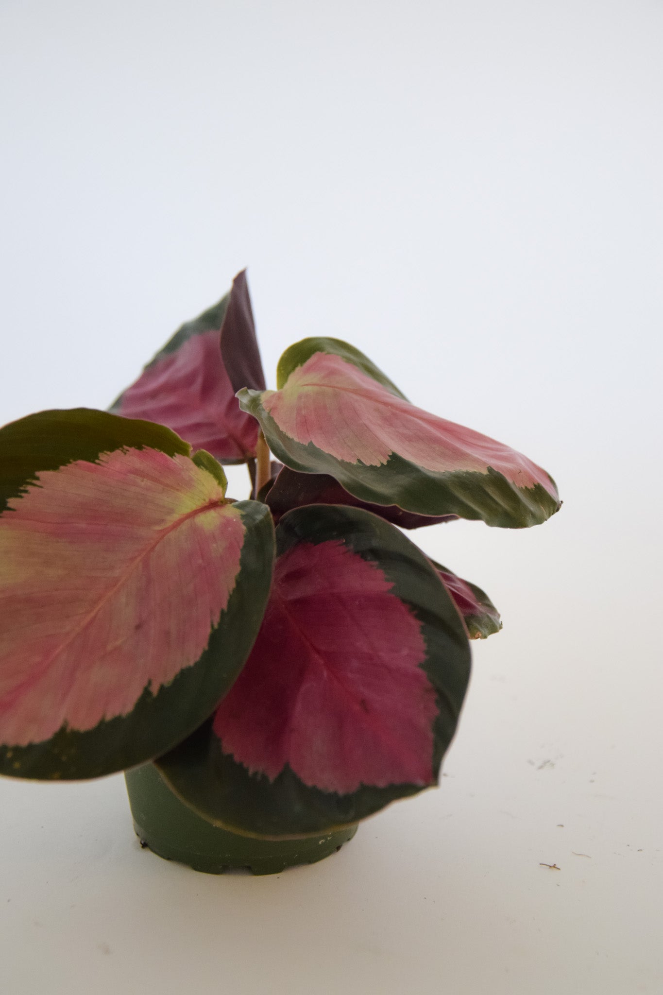 4" Calathea Crimson/Rosey