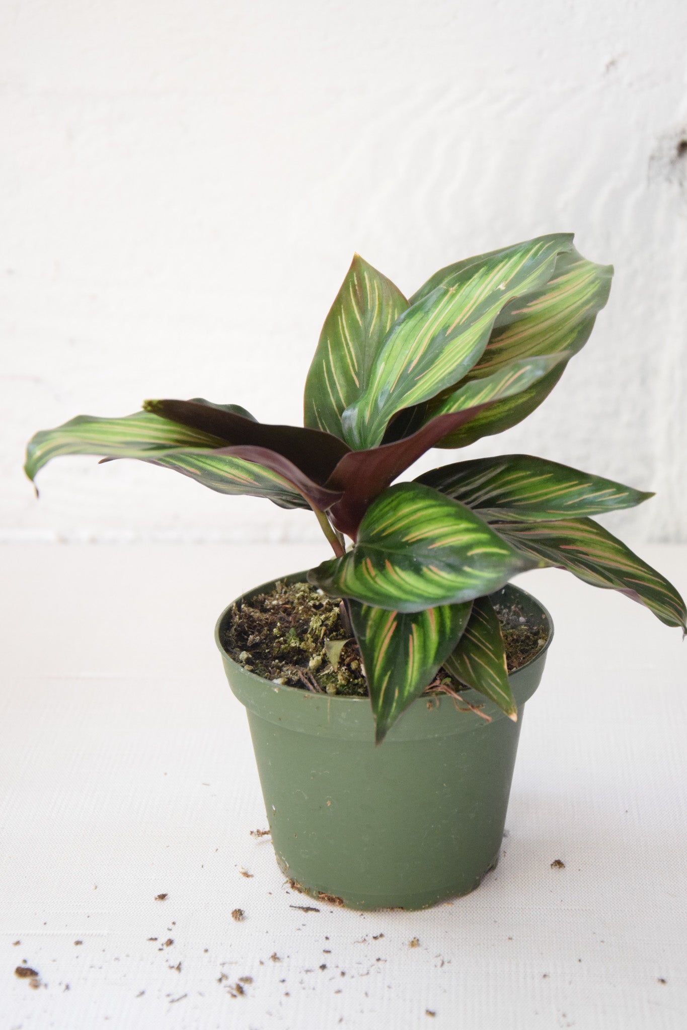 4" Calathea Beauty Star