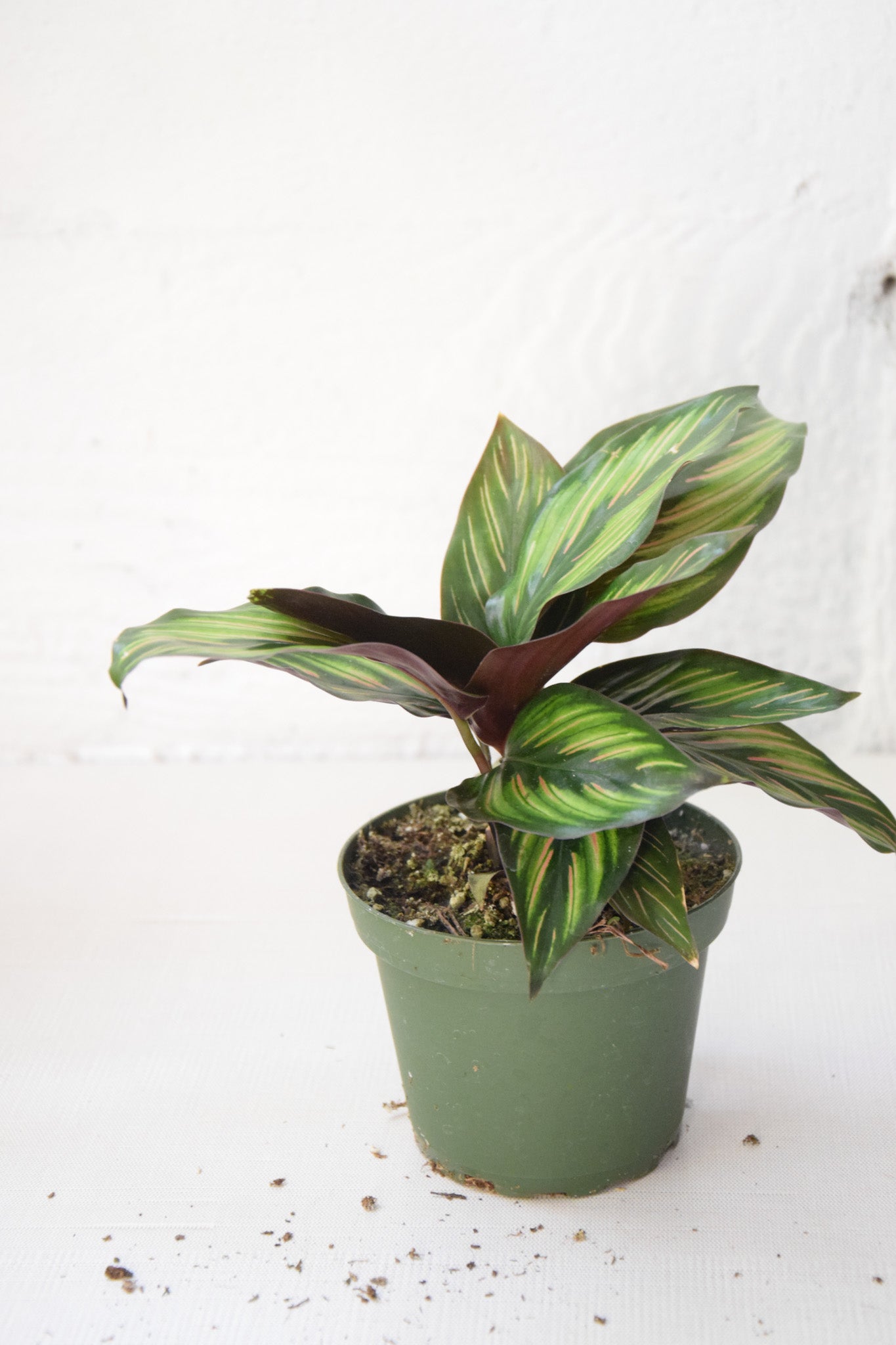 4" Calathea Beauty Star