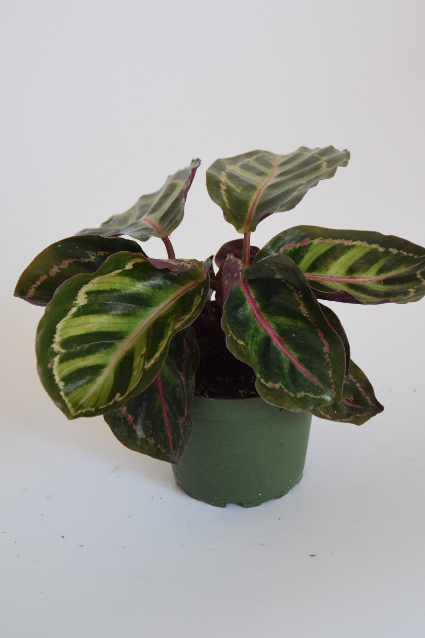 4" Calathea Roseo Picta