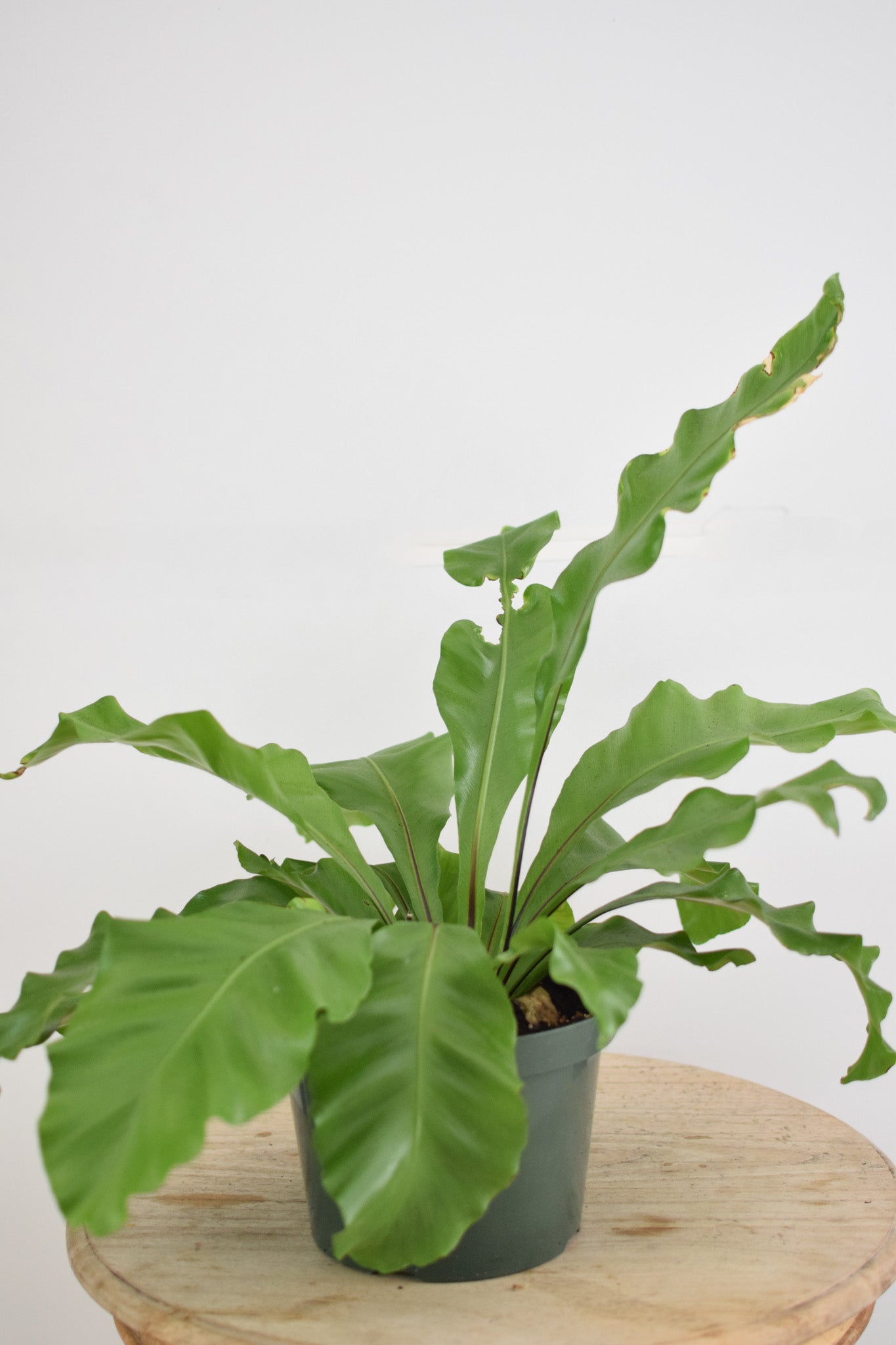 8" Bird Nest Fern