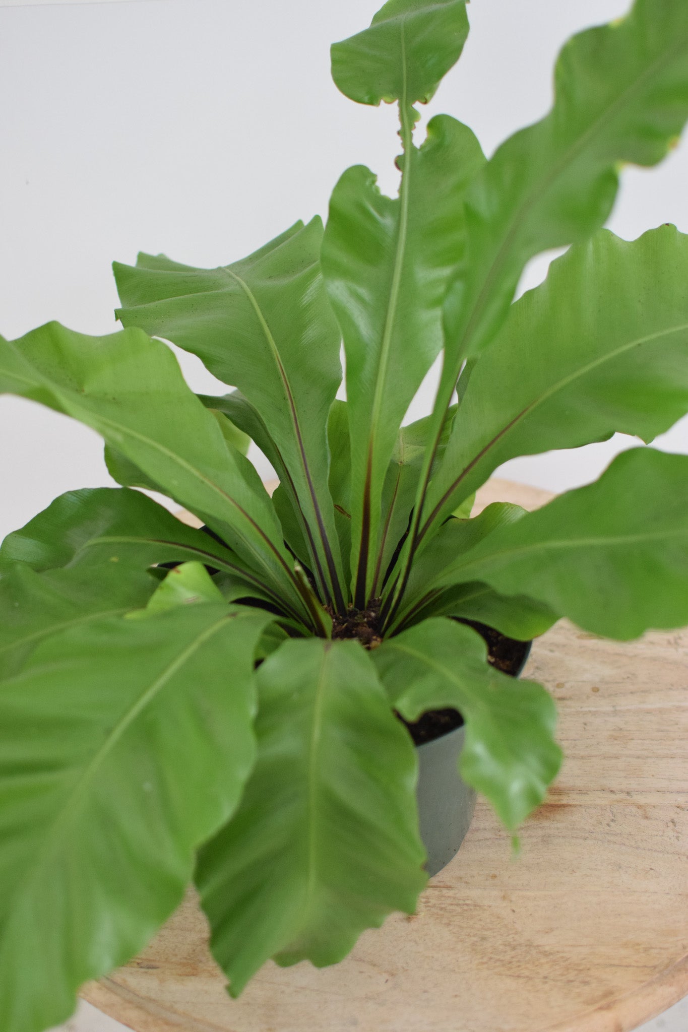 8" Bird Nest Fern