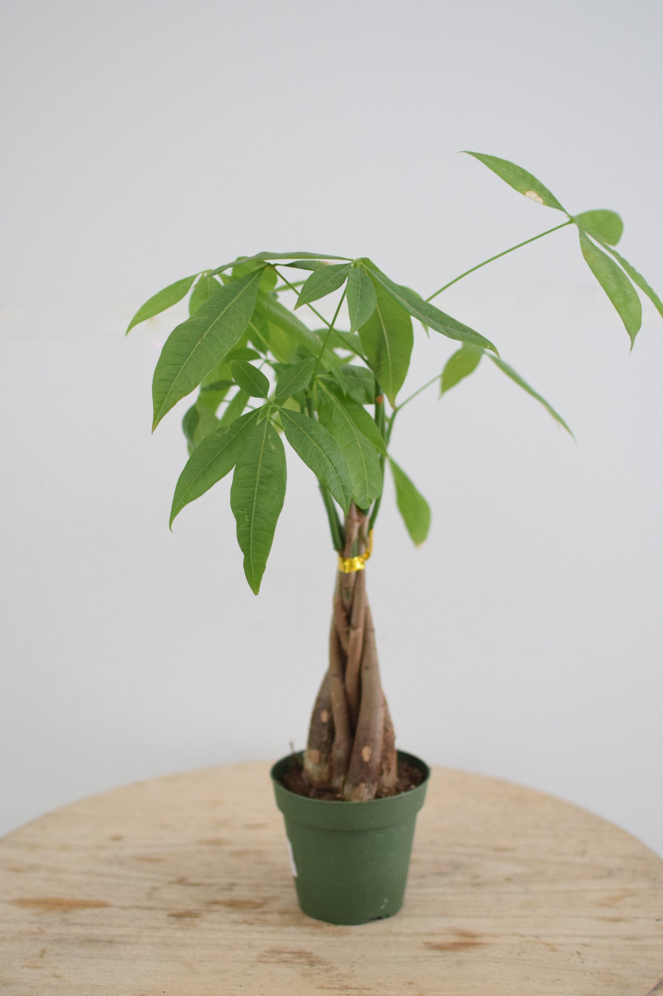 4" Money Tree Stump