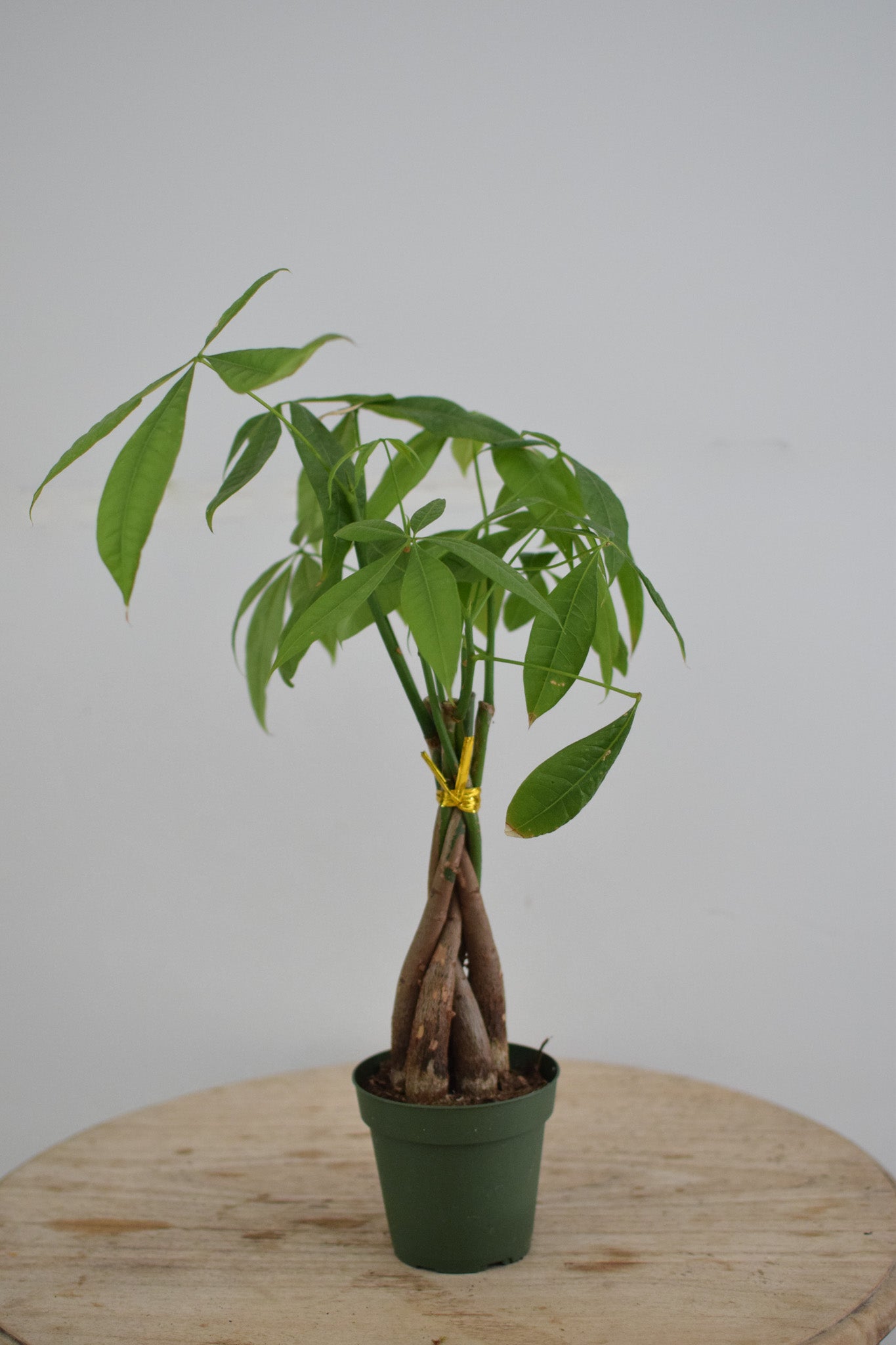 4" Money Tree Stump