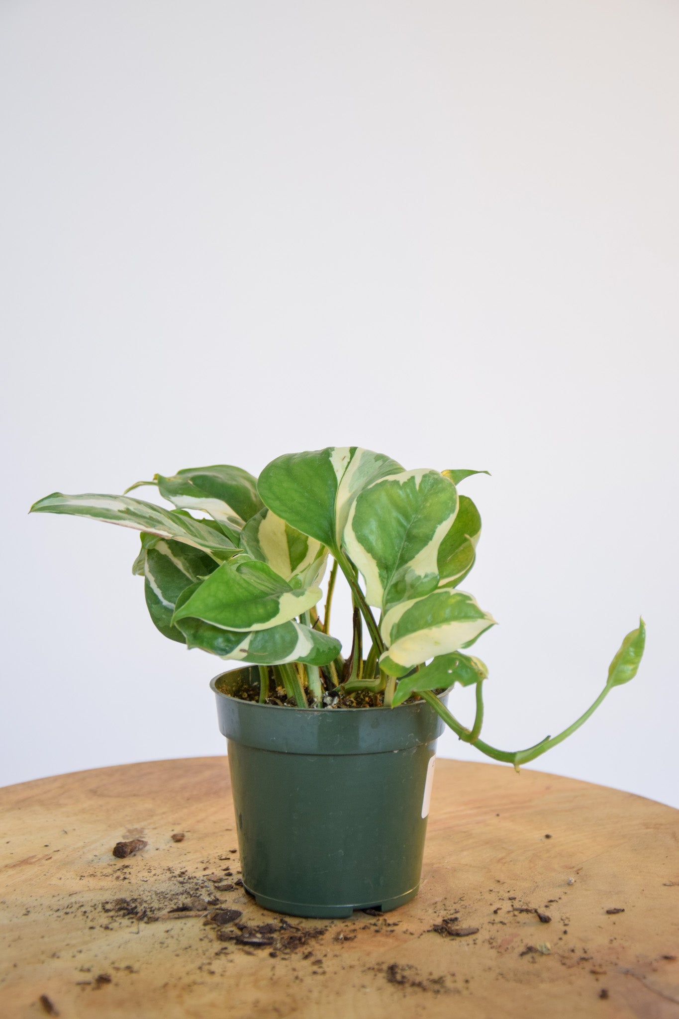4" Pothos Pearl & Jade