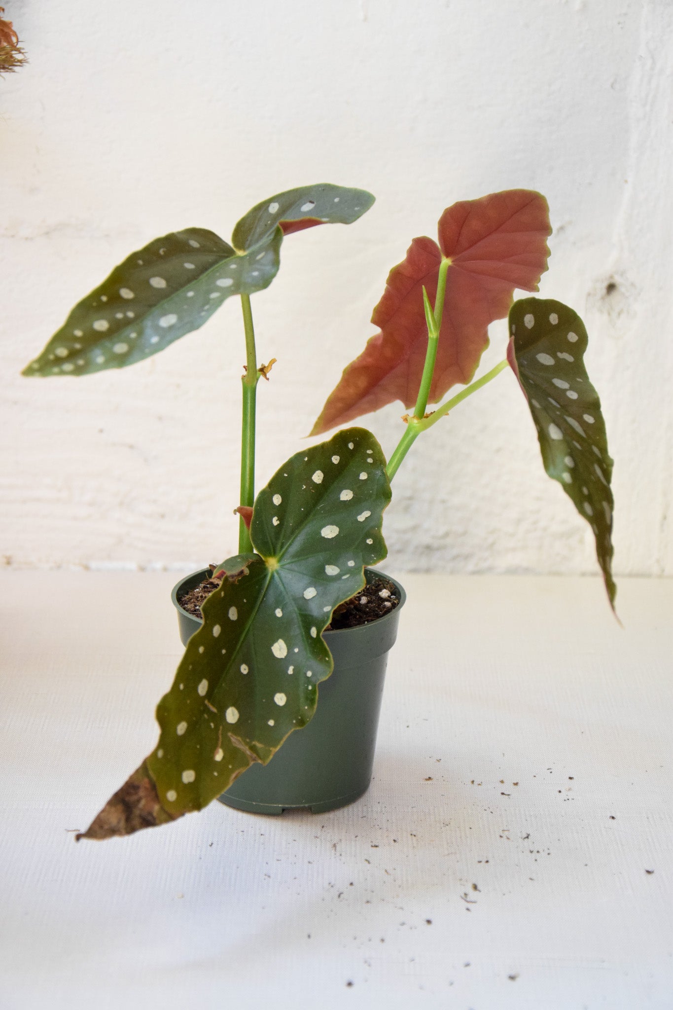 4" Begonia Maculata