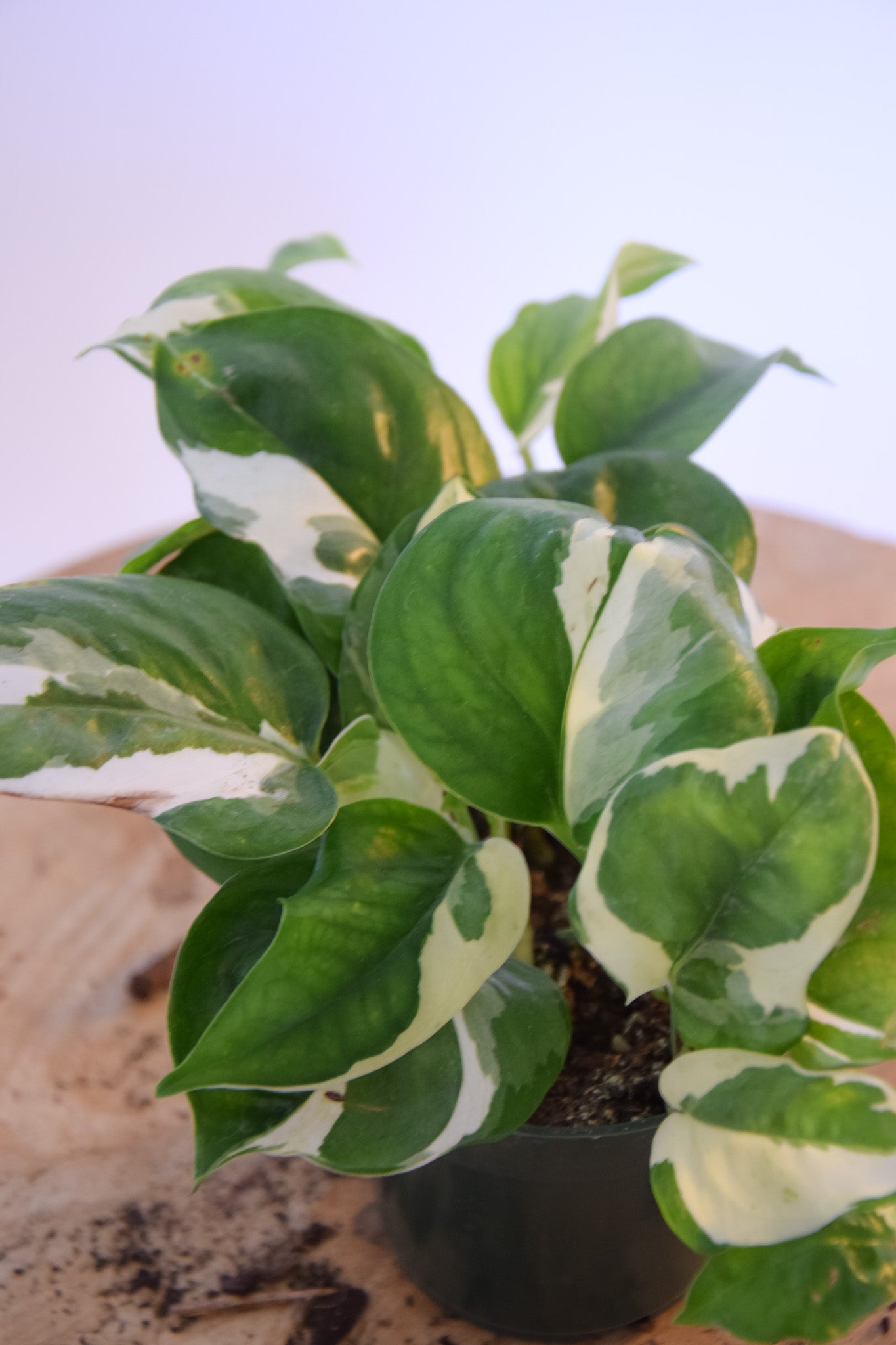 4" Pothos Pearl & Jade