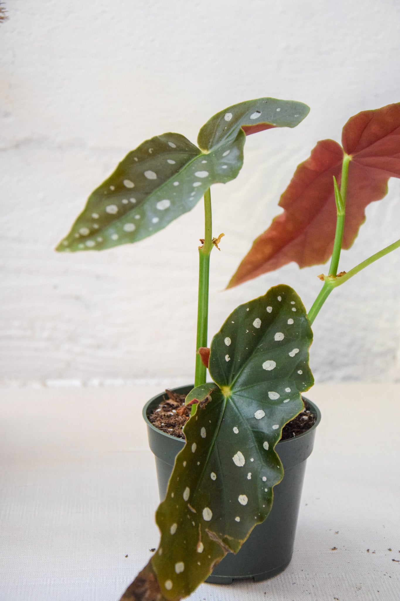 4" Begonia Maculata