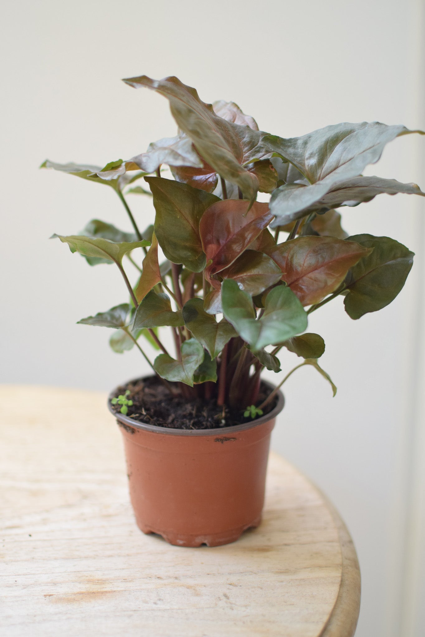 4" Syngonium