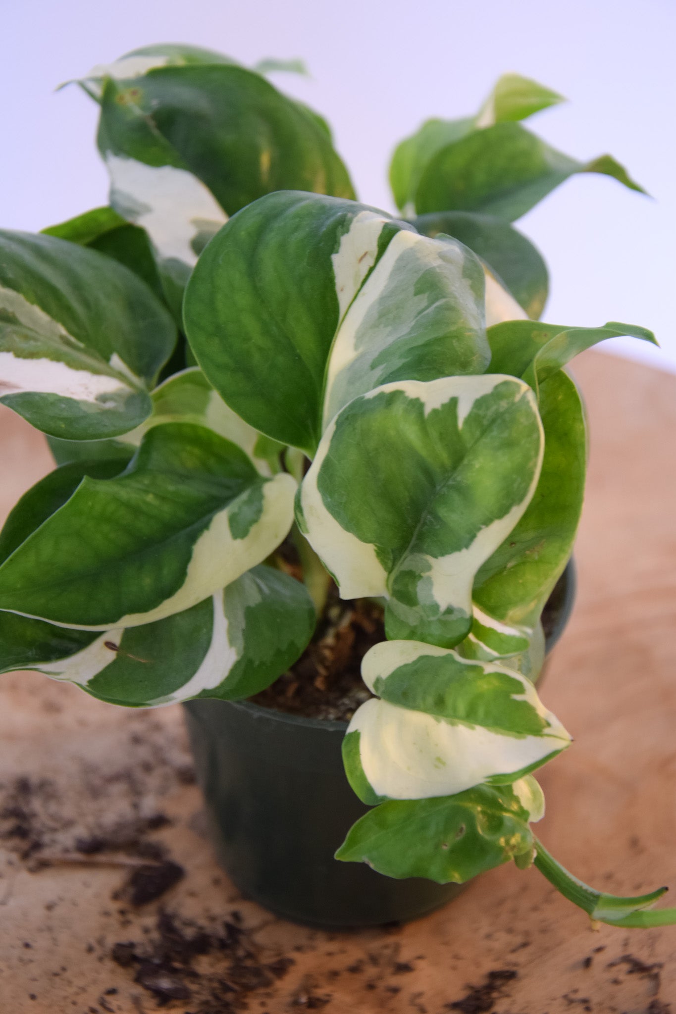 4" Pothos Pearl & Jade