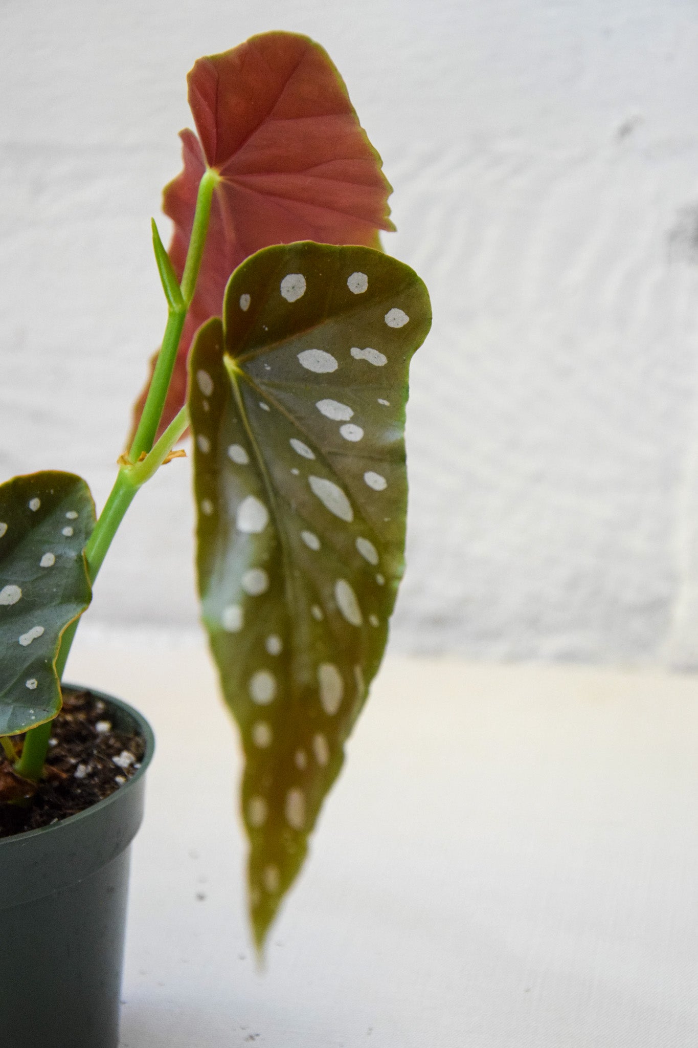 4" Begonia Maculata