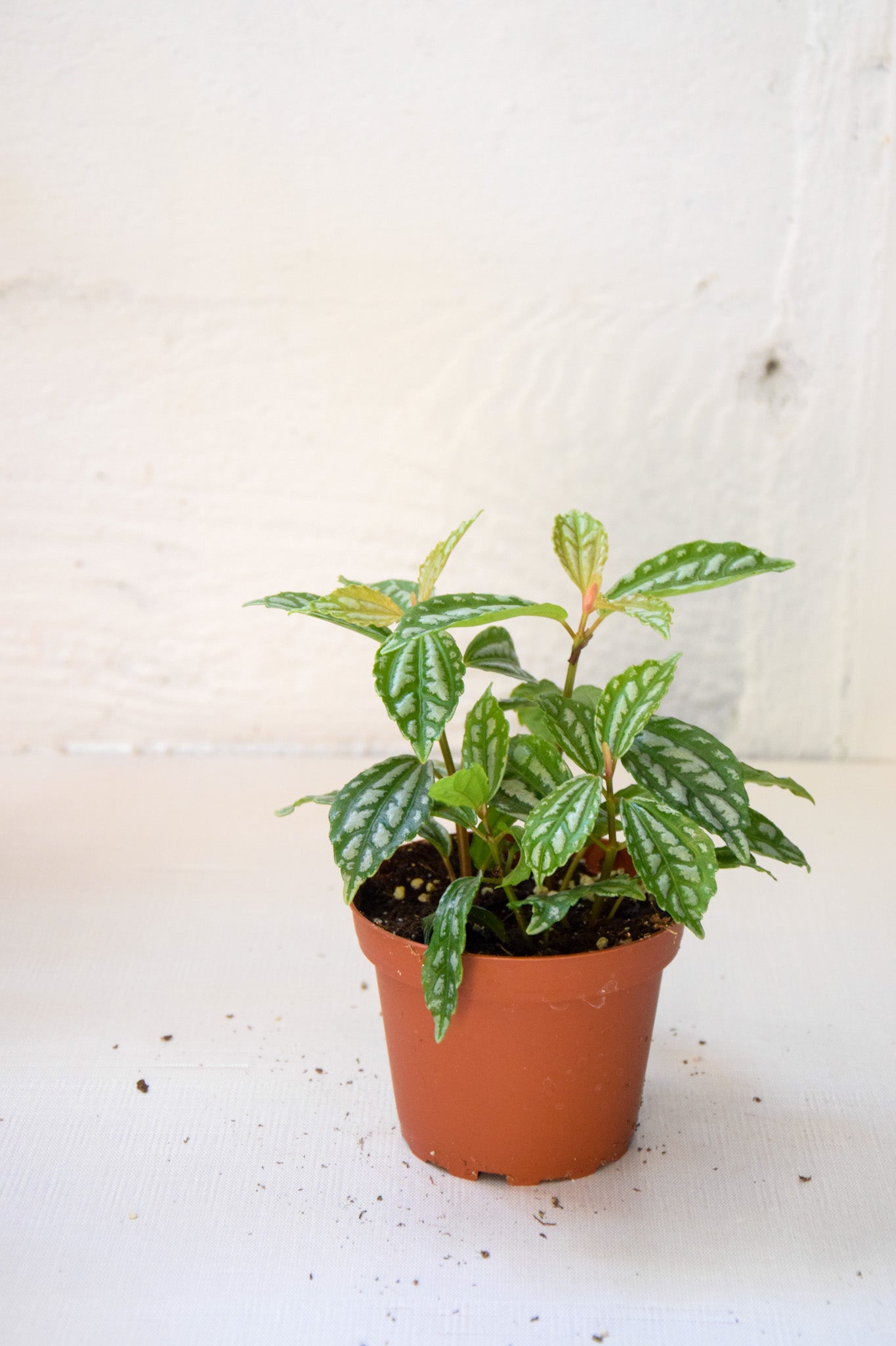 4" Pilea Aluminum
