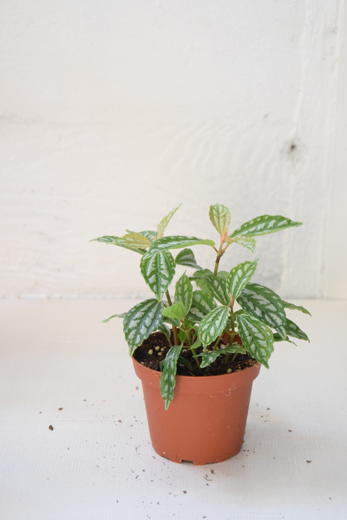 4" Pilea Aluminum