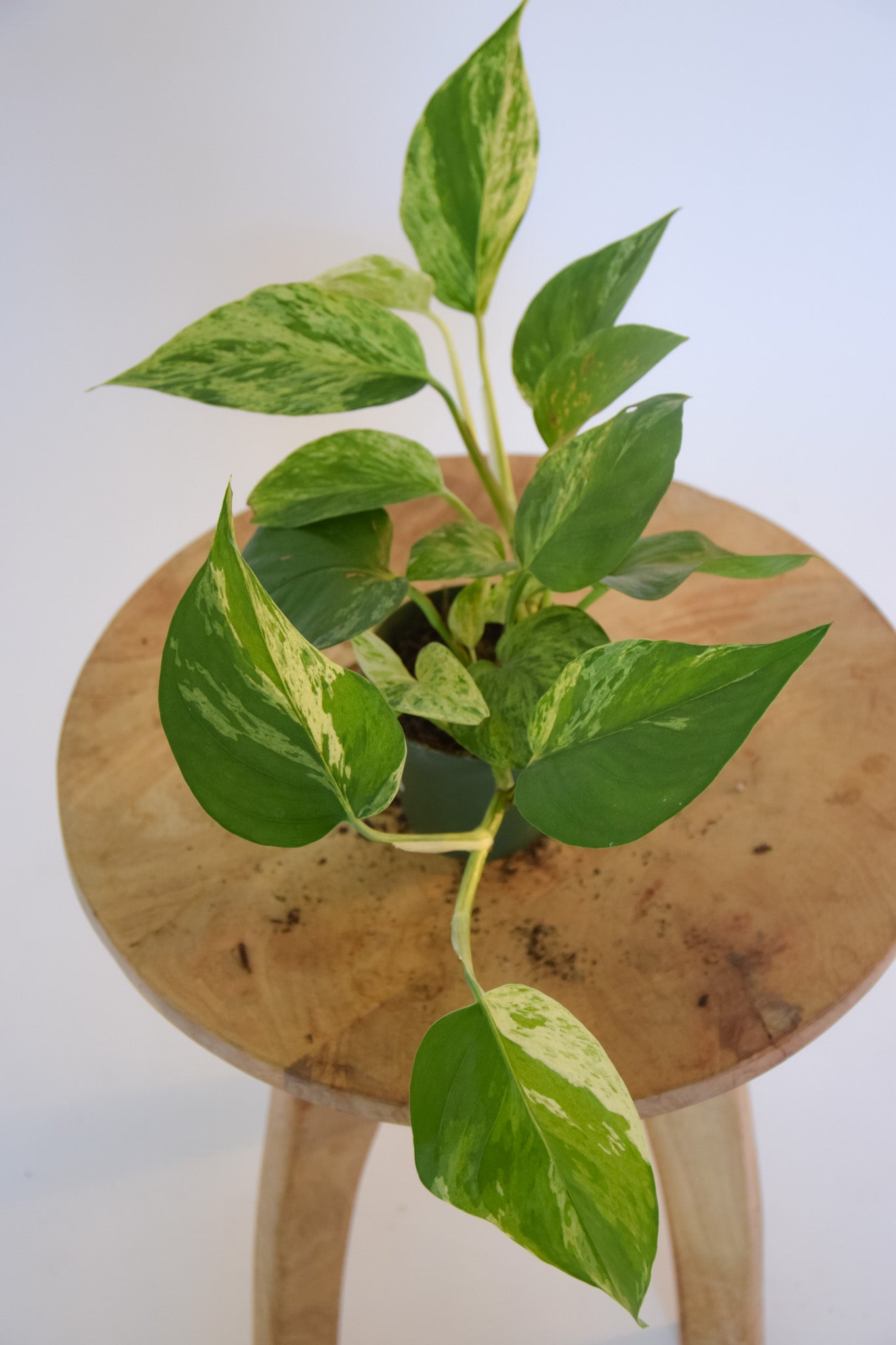 4" Pothos Marble Queen
