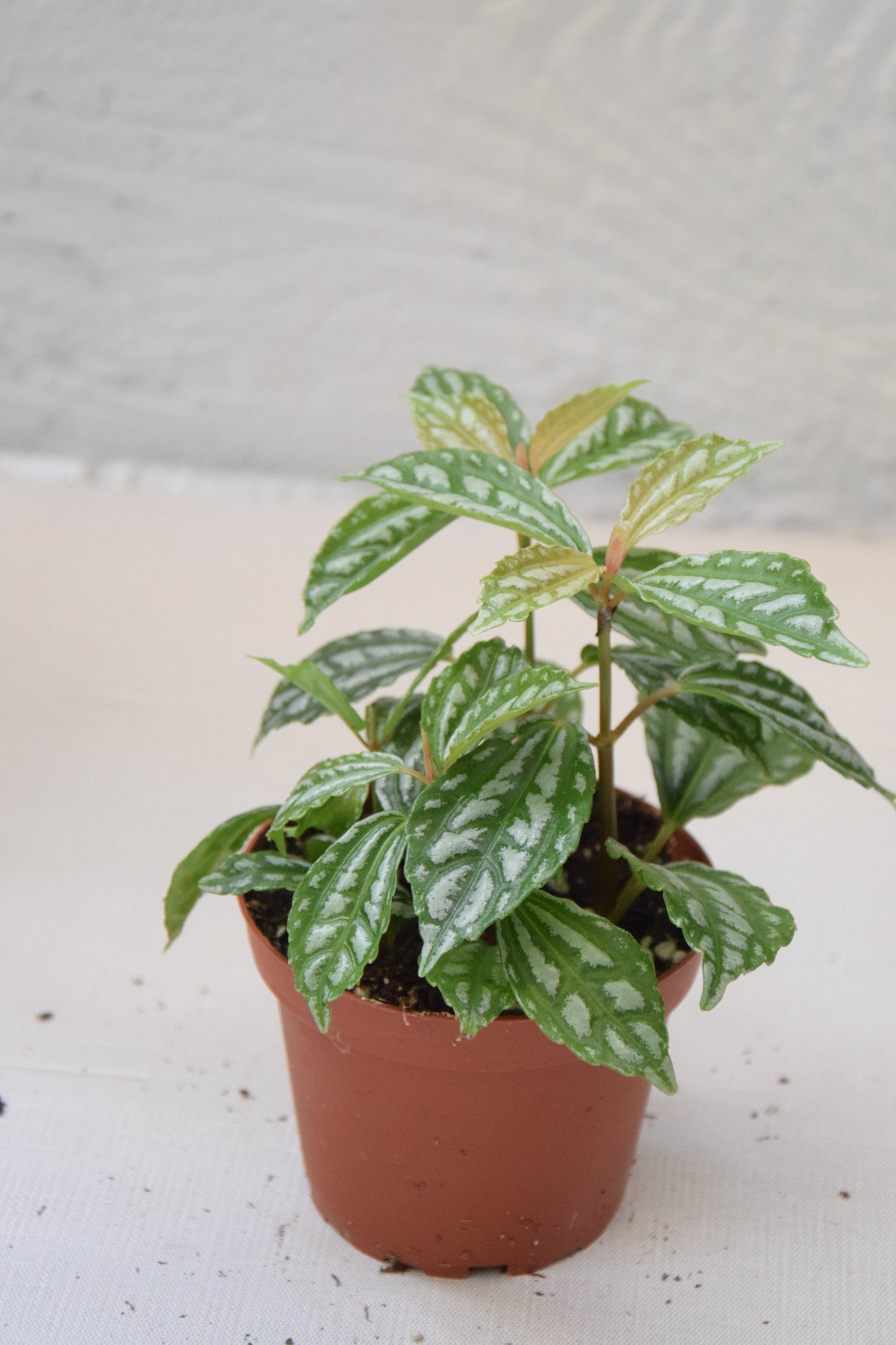 4" Pilea Aluminum