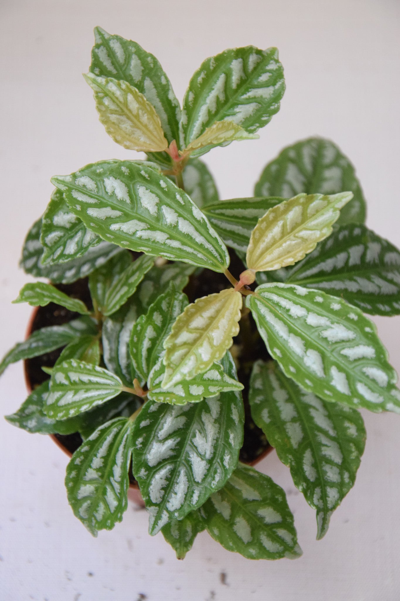 4" Pilea Aluminum