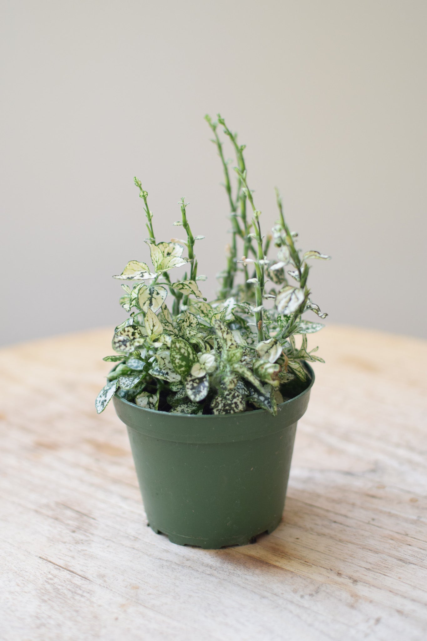 4" Hypoestes