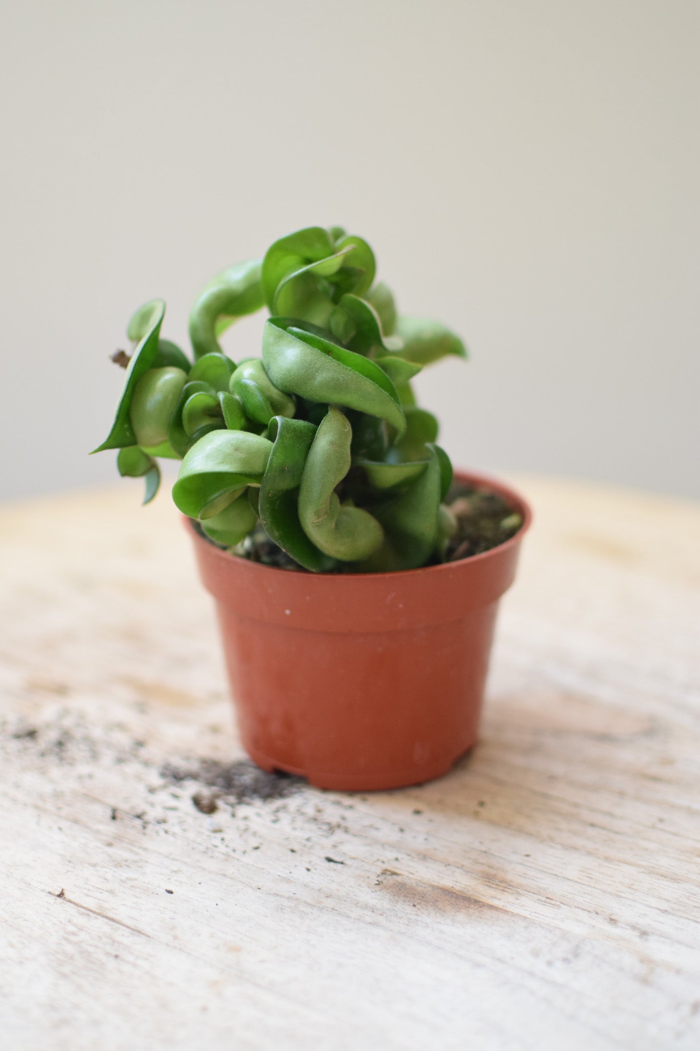 4" Hoya Compacta