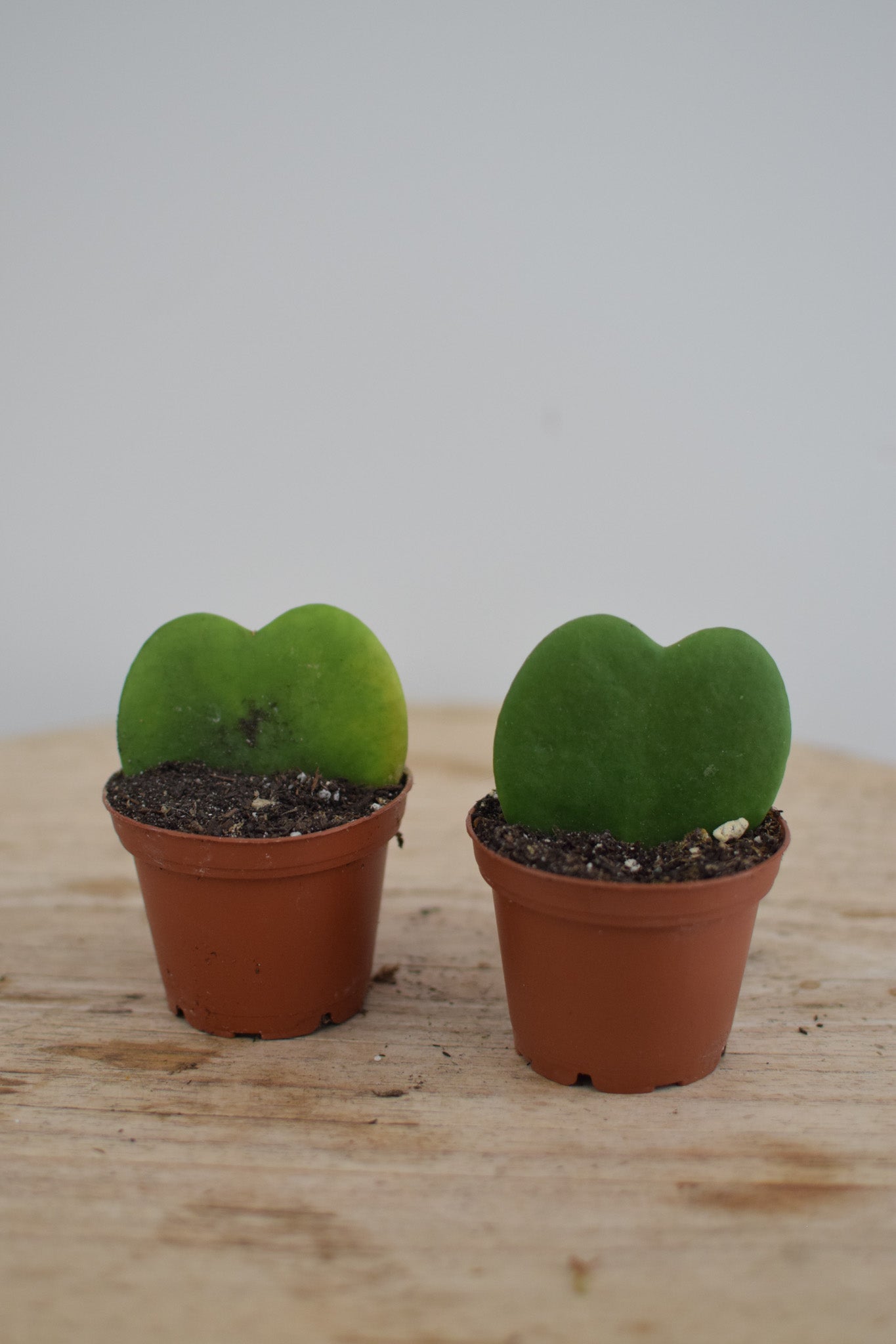 2" Hoya Kerrii