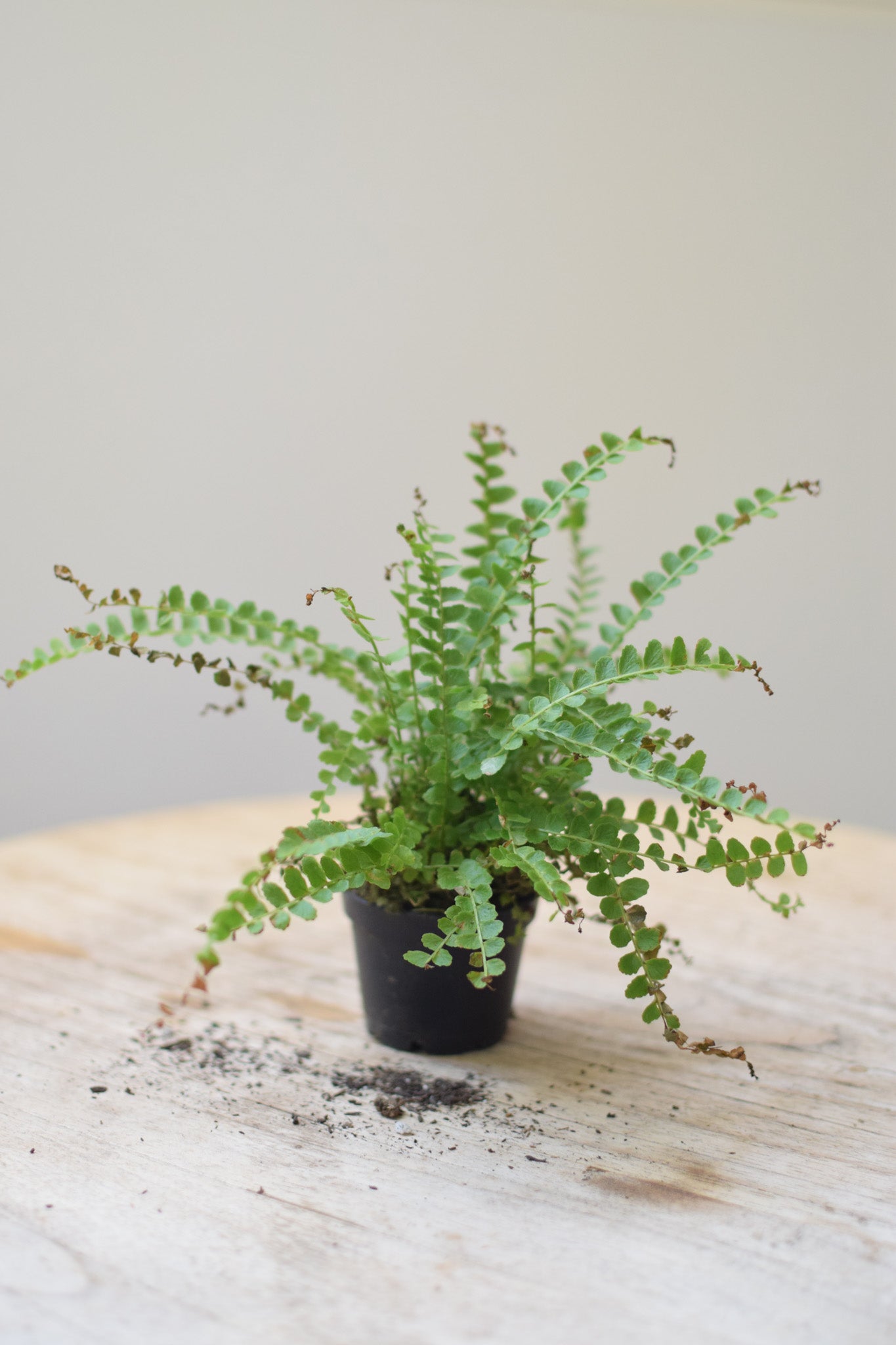 2.5" Lemon Button Fern