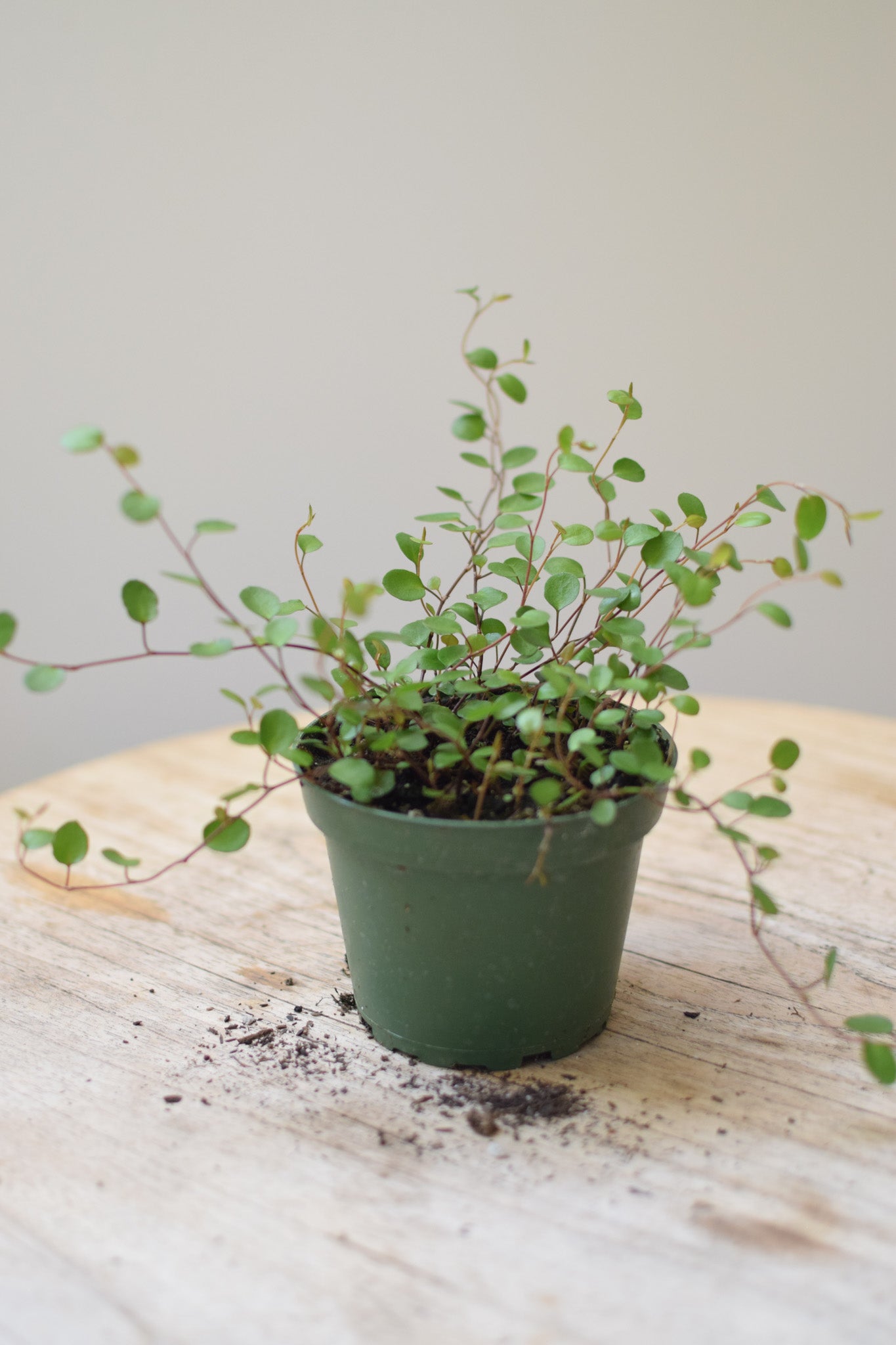 4" Angel Vine