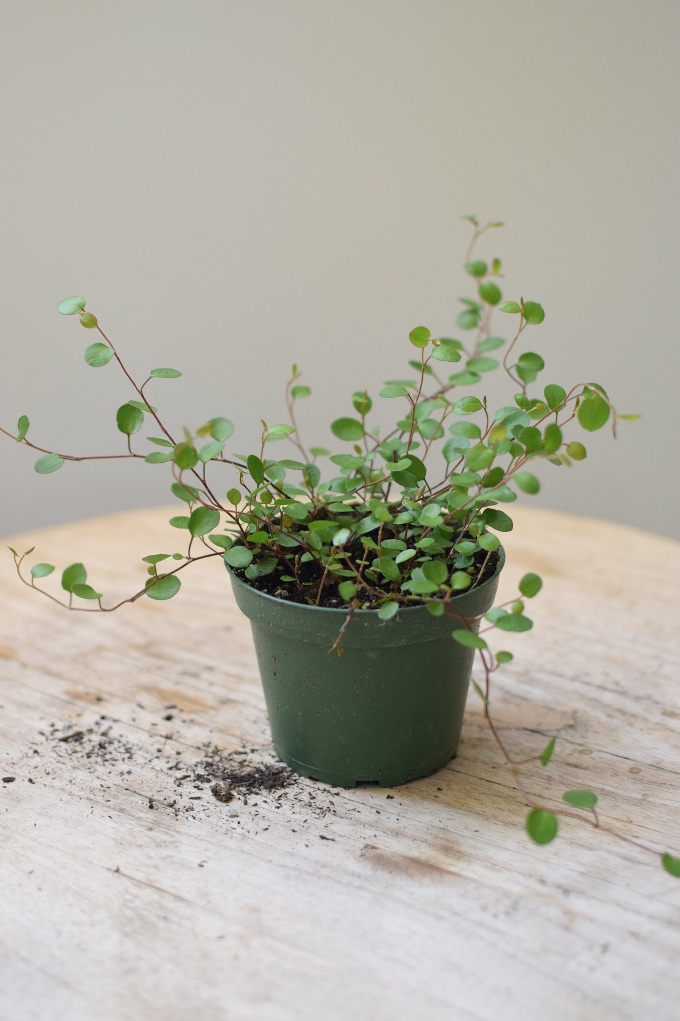 4" Angel Vine