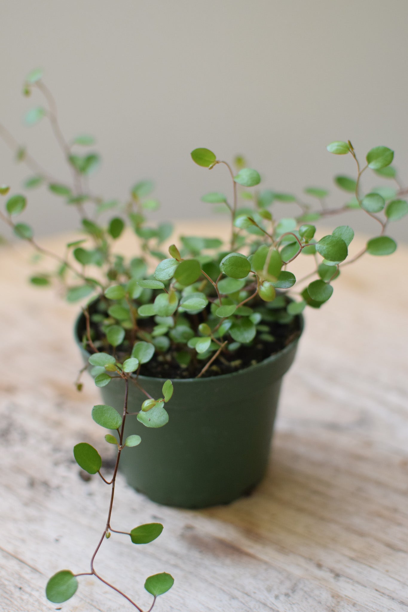 4" Angel Vine