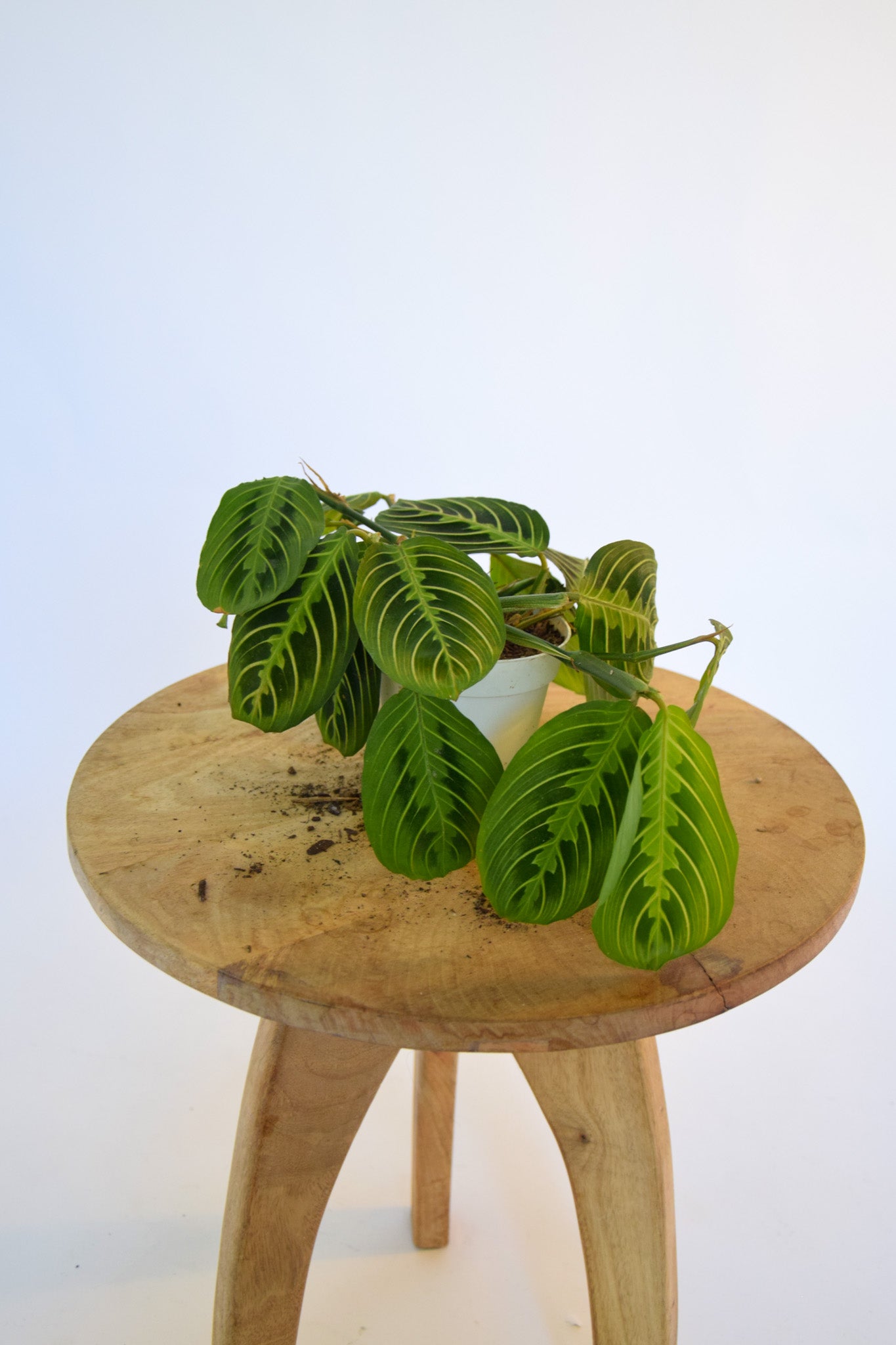4" Maranta Lemon Lime