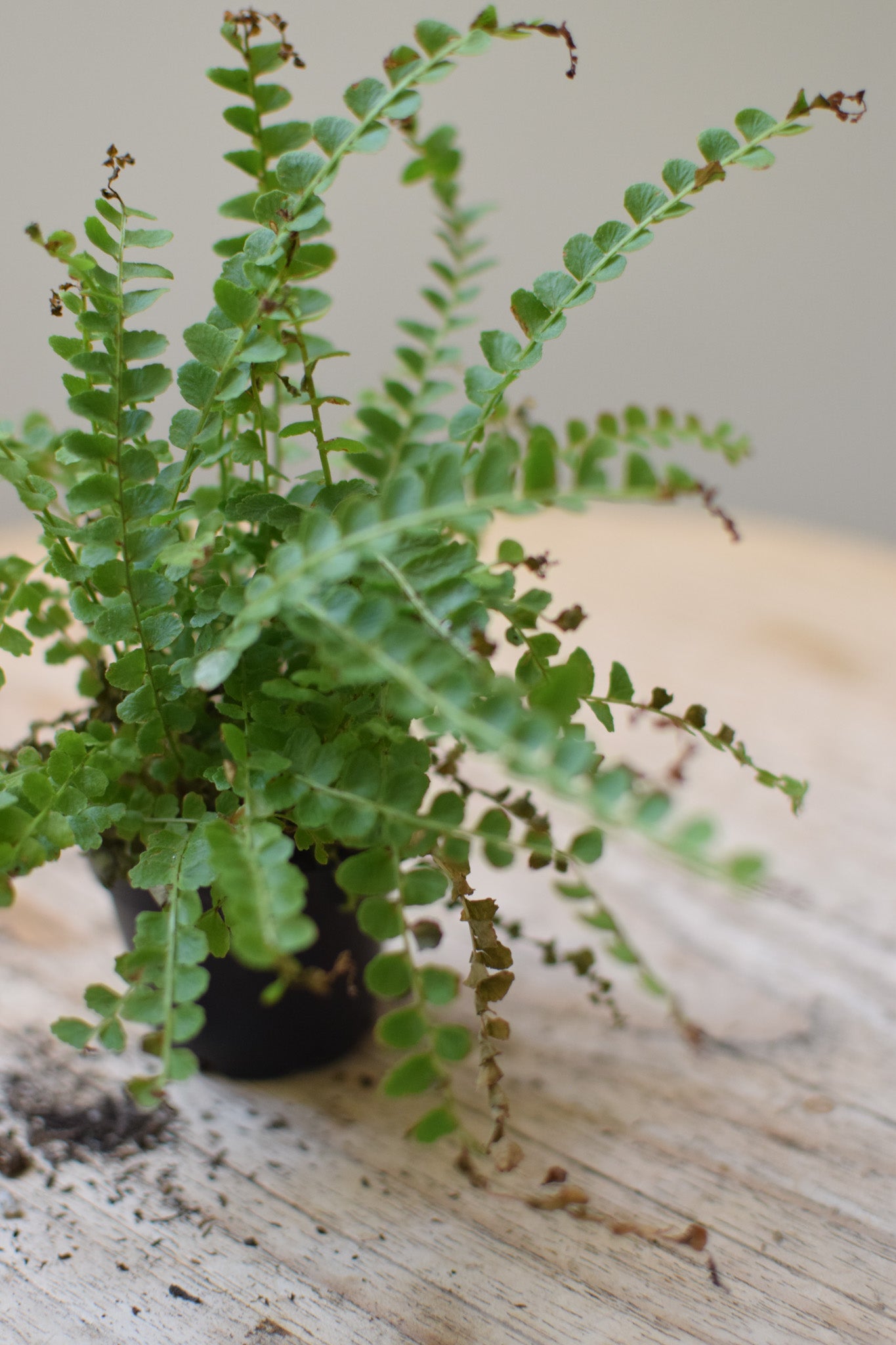 2.5" Lemon Button Fern