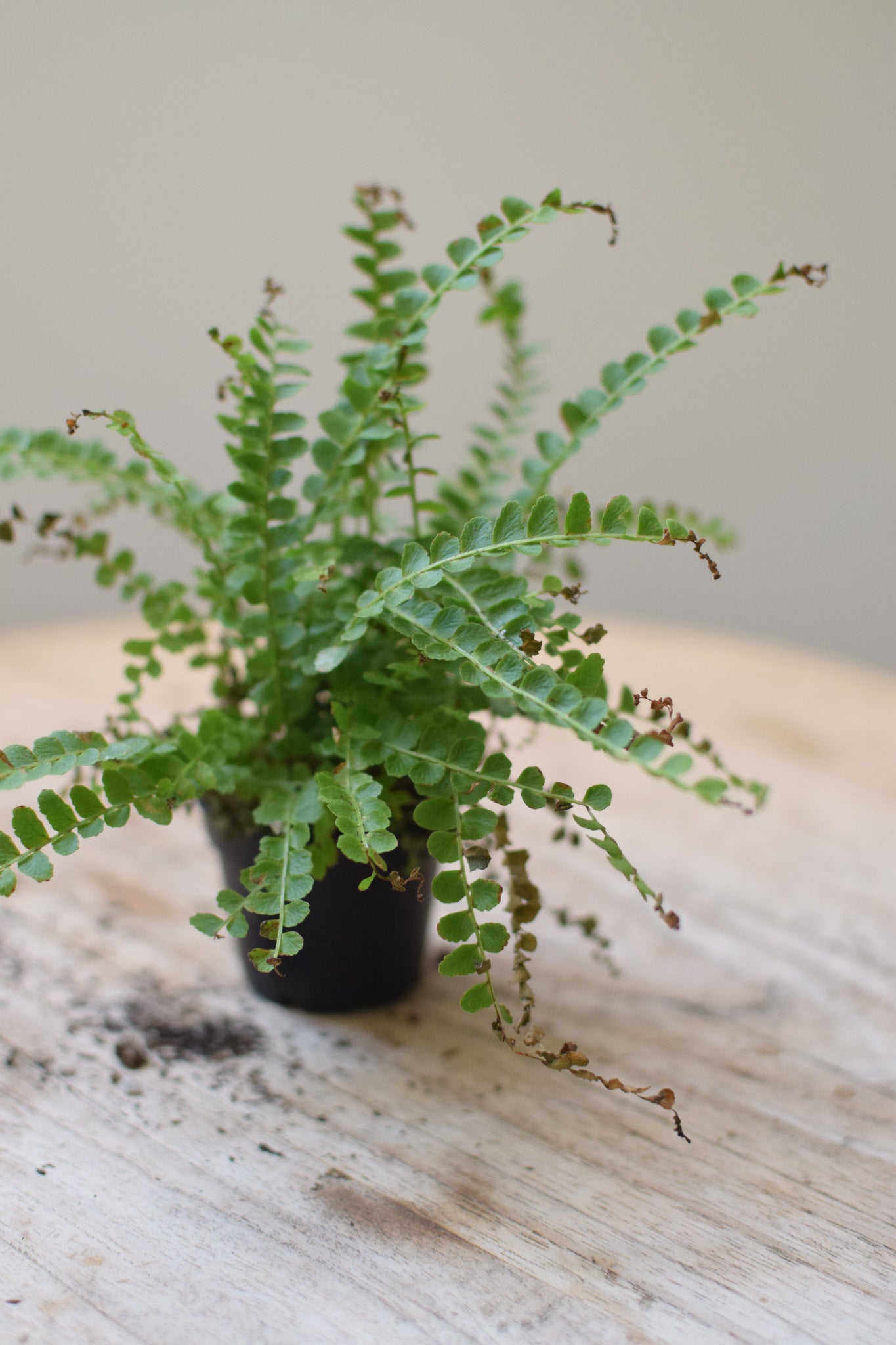 2.5" Lemon Button Fern