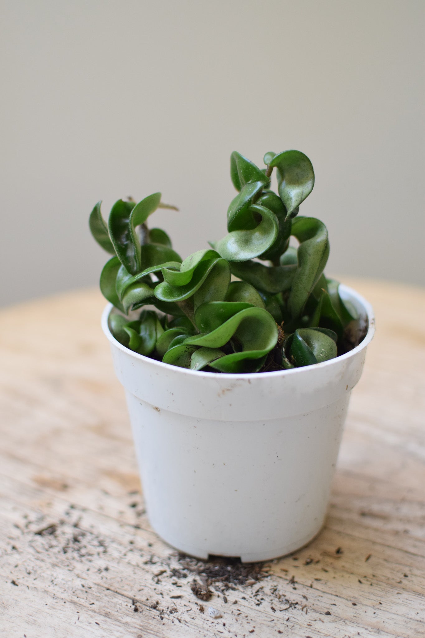 4" Hoya Compacta