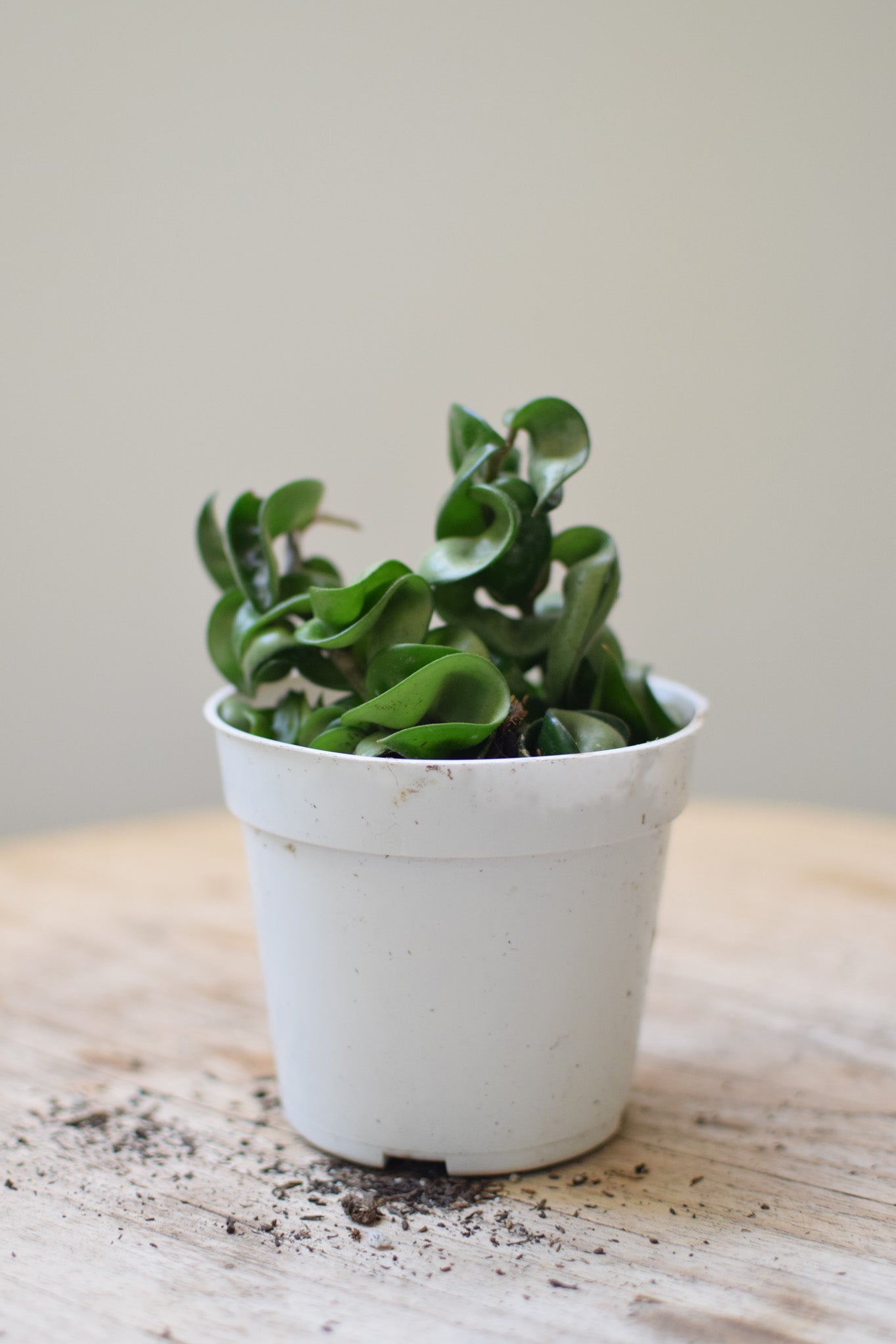 4" Hoya Compacta