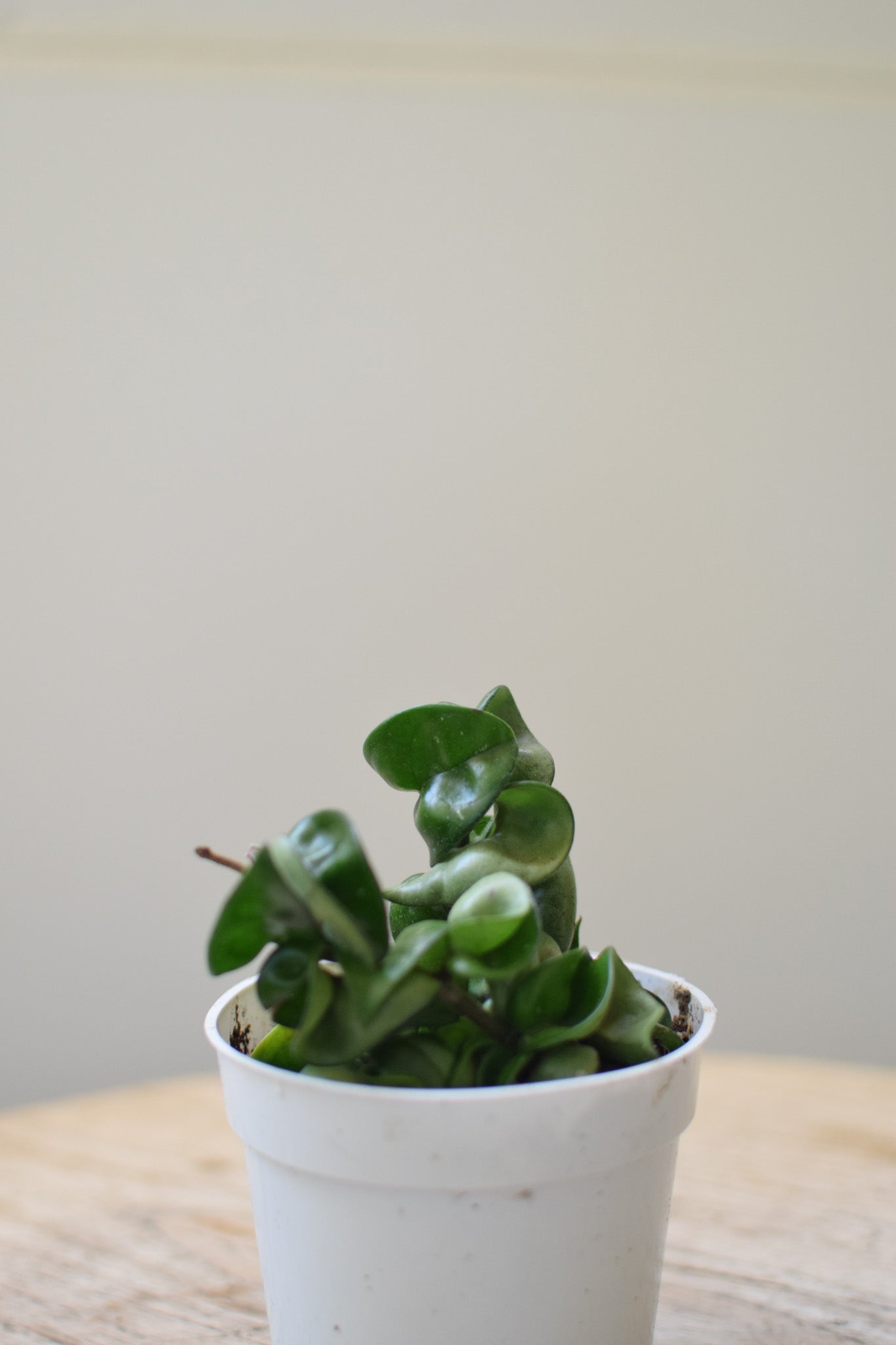 4" Hoya Compacta