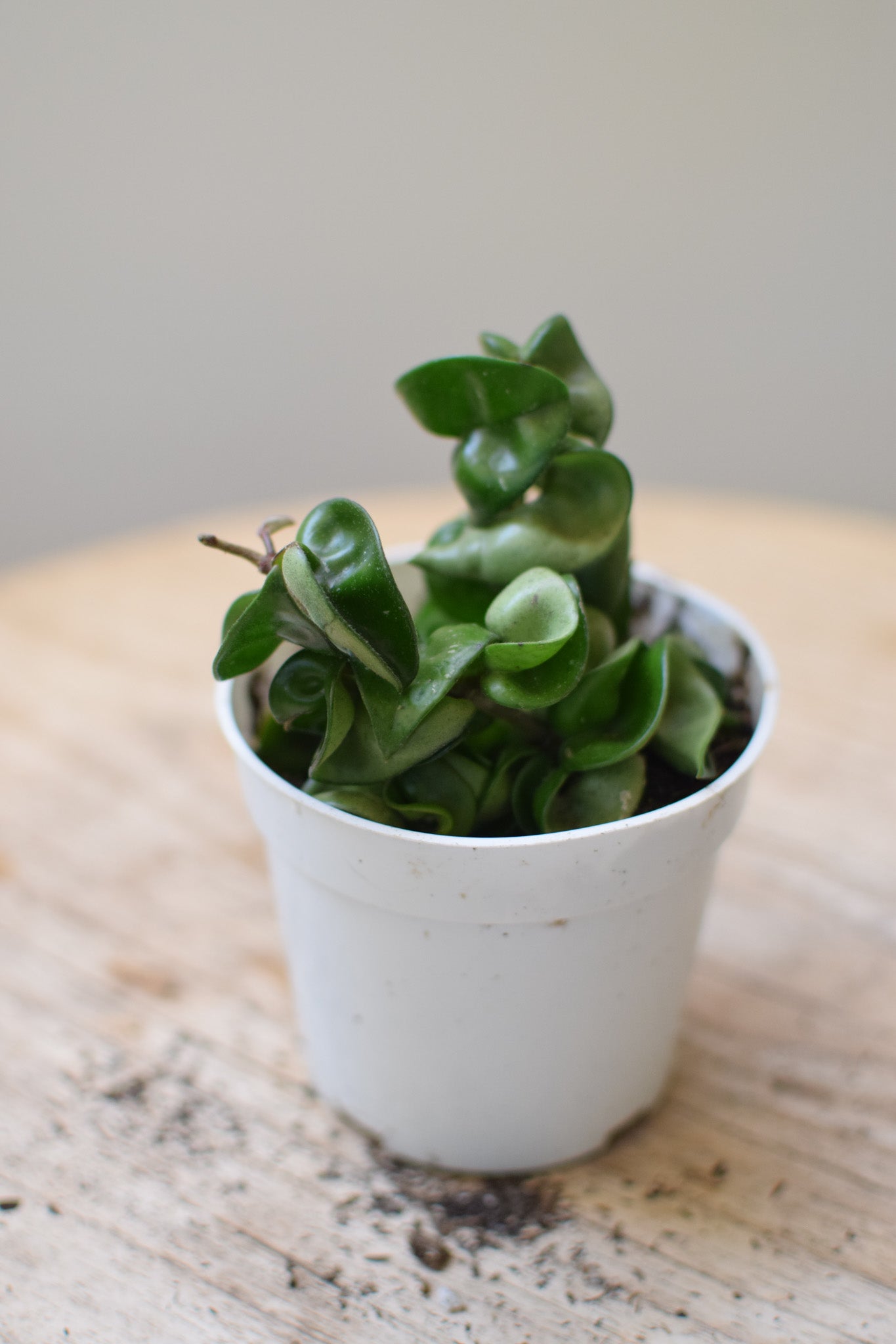 4" Hoya Compacta